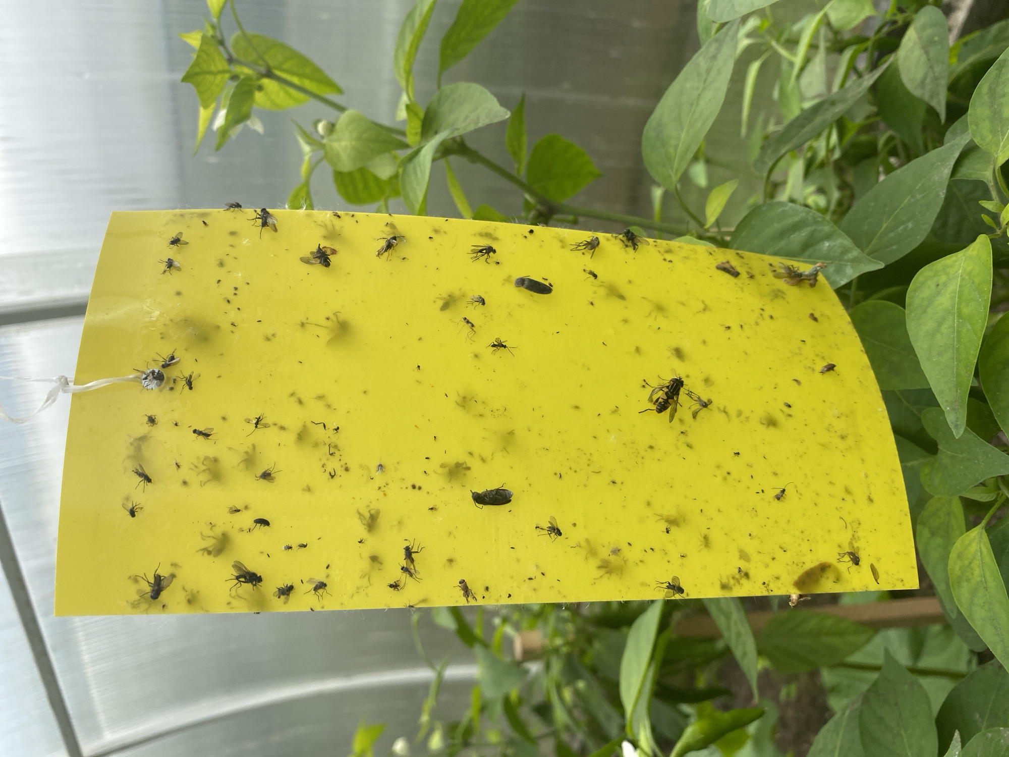 In a greenhouse in Votkinsk, Russia, a bright yellow sticky trap hangs amidst lush green foliage of what appear to be pepper plants. The trap is heavily populated with various small insects, primarily flies, that have become ensnared in the adhesive. Some insects are intact, while others appear to be partially consumed or decomposed. The background shows the translucent sheeting of the greenhouse and the out-of-focus leaves of the plants. The scene captures an active insect control measure within an agricultural setting.
