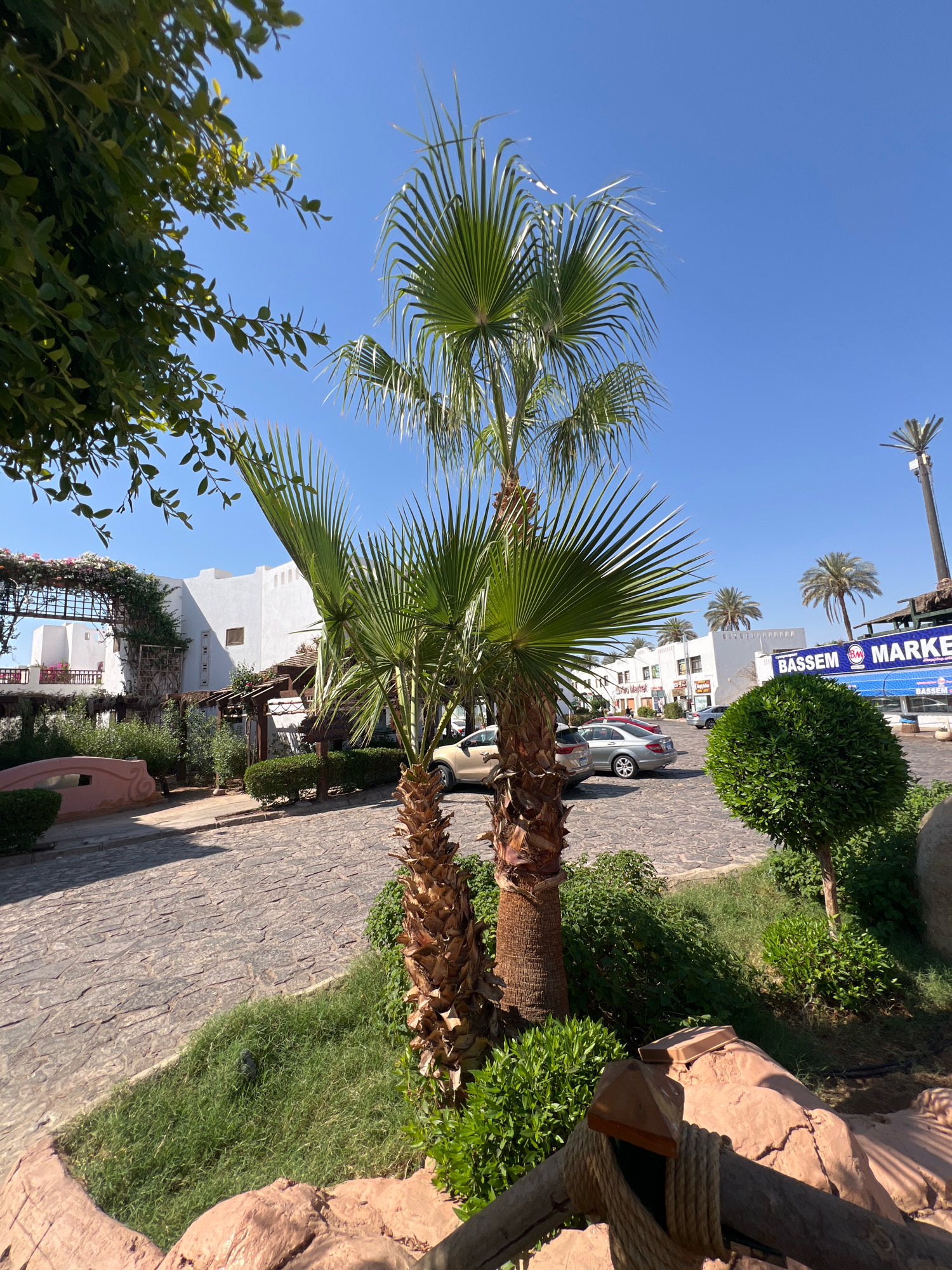 The image shows a street scene in Sharm El Sheikh, Egypt. In the foreground, there is a paved walkway with a textured stone surface. To the right, a palm tree stands tall with a rough, fibrous trunk and large, fan-shaped fronds. Next to it, a small, manicured green bush is visible.
The middle ground features a paved parking area with several cars. A light-colored sedan and a darker car are parked closest to the foreground. Behind the cars, a row of white buildings with flat roofs and small windows lines the street. One building has an awning and signs, including one that reads "BASSEM MARKET" in blue and white lettering. Other palm trees are scattered throughout the scene.
In the background, the sky is a clear, bright blue. A tall, thin structure with a spiky top, possibly a light pole or antenna, is visible to the right. The overall impression is a sunny, warm day in a commercial or resort area. The presence of palm trees and white buildings suggests a Mediterranean or Middle Eastern architectural style common in tourist destinations like Sharm El Sheikh.