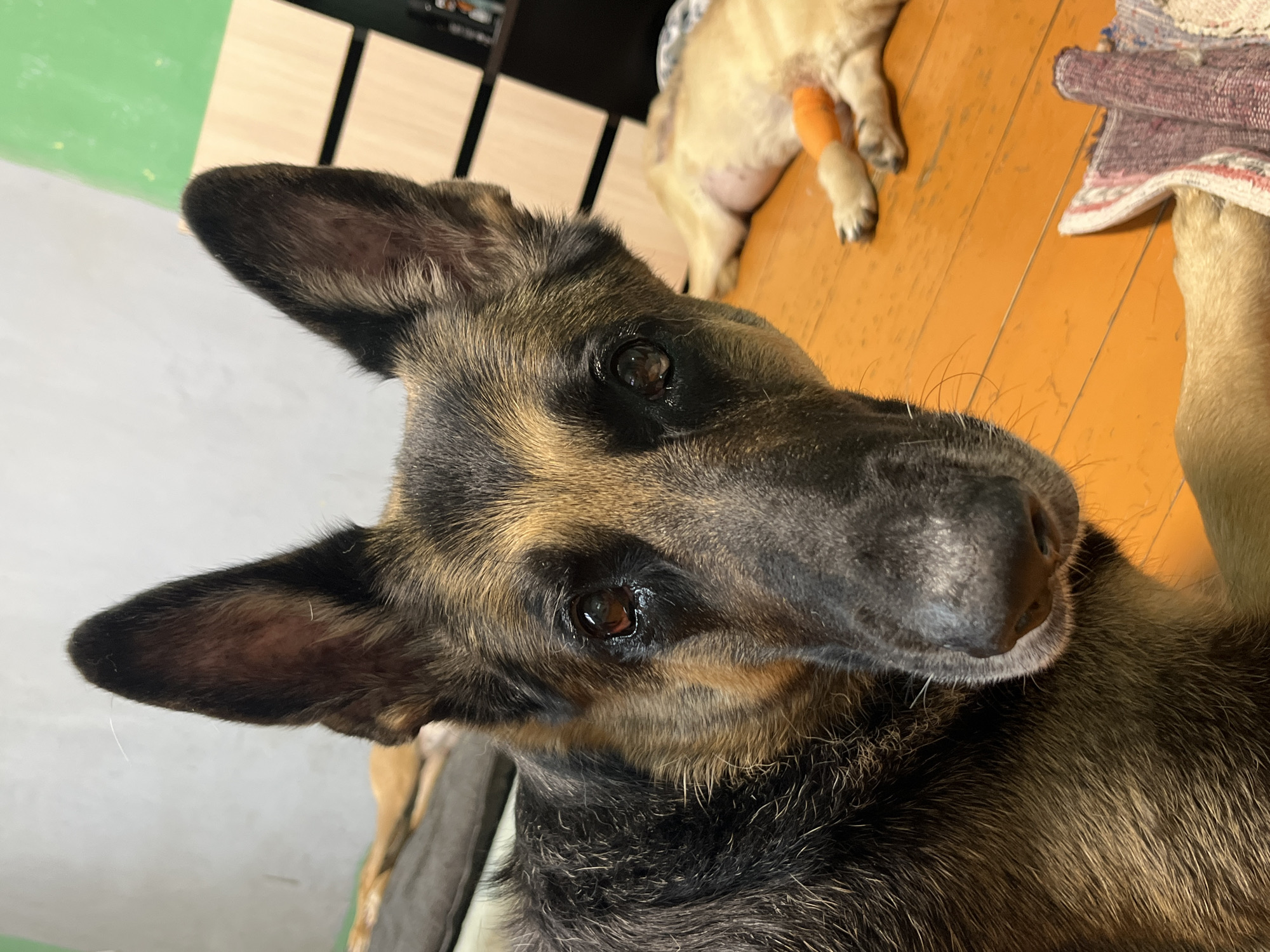 The image shows a close-up of a German Shepherd dog's face, looking directly at the camera. The dog has alert, erect ears and its brown and black fur is visible. To the right and out of focus, another dog, possibly a lighter-colored breed, is lying on an orange wooden floor. This second dog has an orange bandage wrapped around one of its hind legs. In the background, there are some pieces of furniture, including what appears to be a light-colored cabinet with drawers. The overall environment suggests an indoor domestic setting. The image does not provide any specific geographical information that would allow for identification of its location in Nizhny Tagil, Russia.