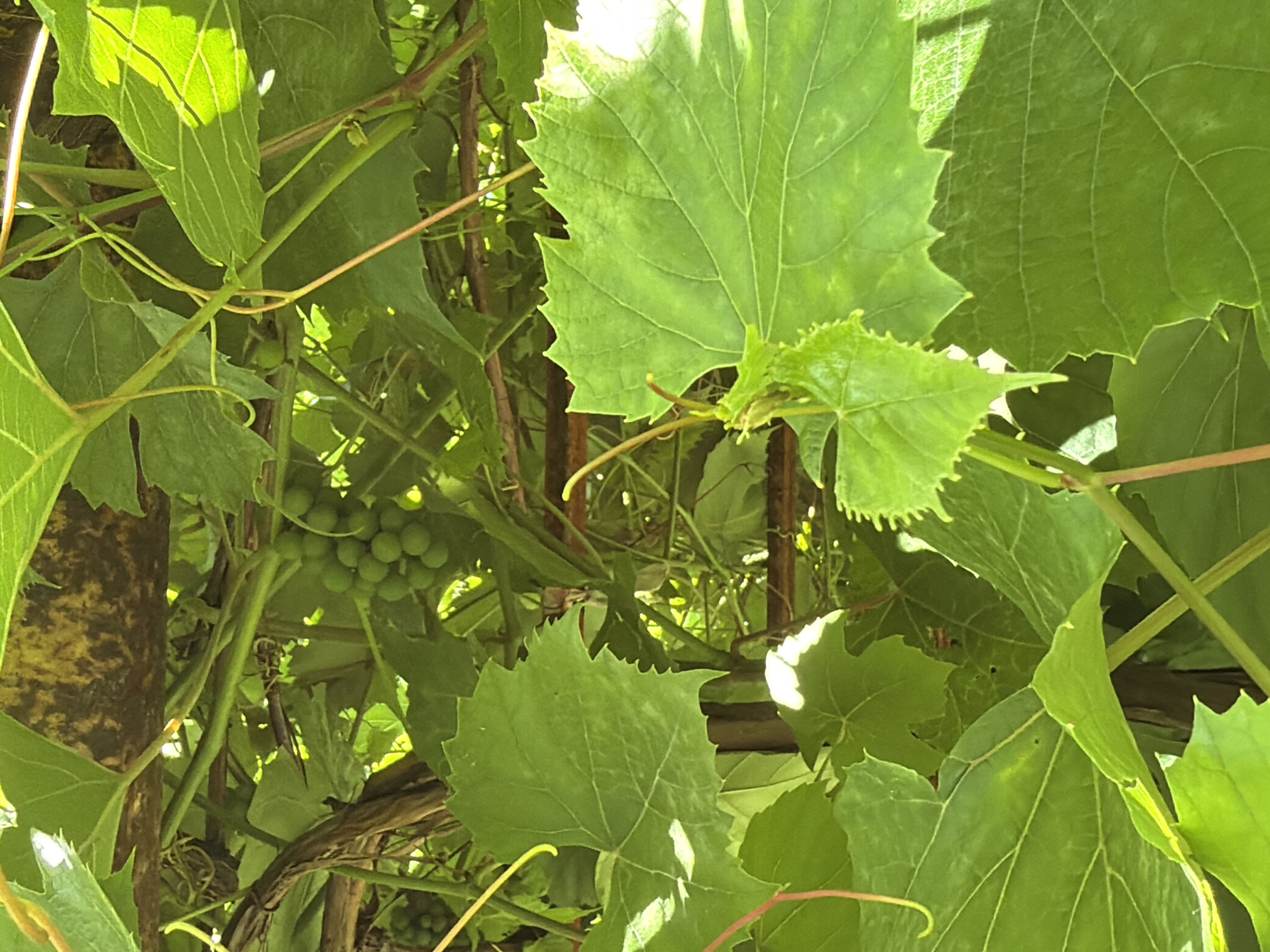 The image shows a close-up view of grapevines with green leaves and small clusters of unripe green grapes. The vines are supported by a wooden trellis or structure. Sunlight filters through the leaves, creating dappled shadows. The scene is outdoors, likely in a garden or vineyard. There are no people or animals visible in the image. The location is the city of Gribki, Russia.