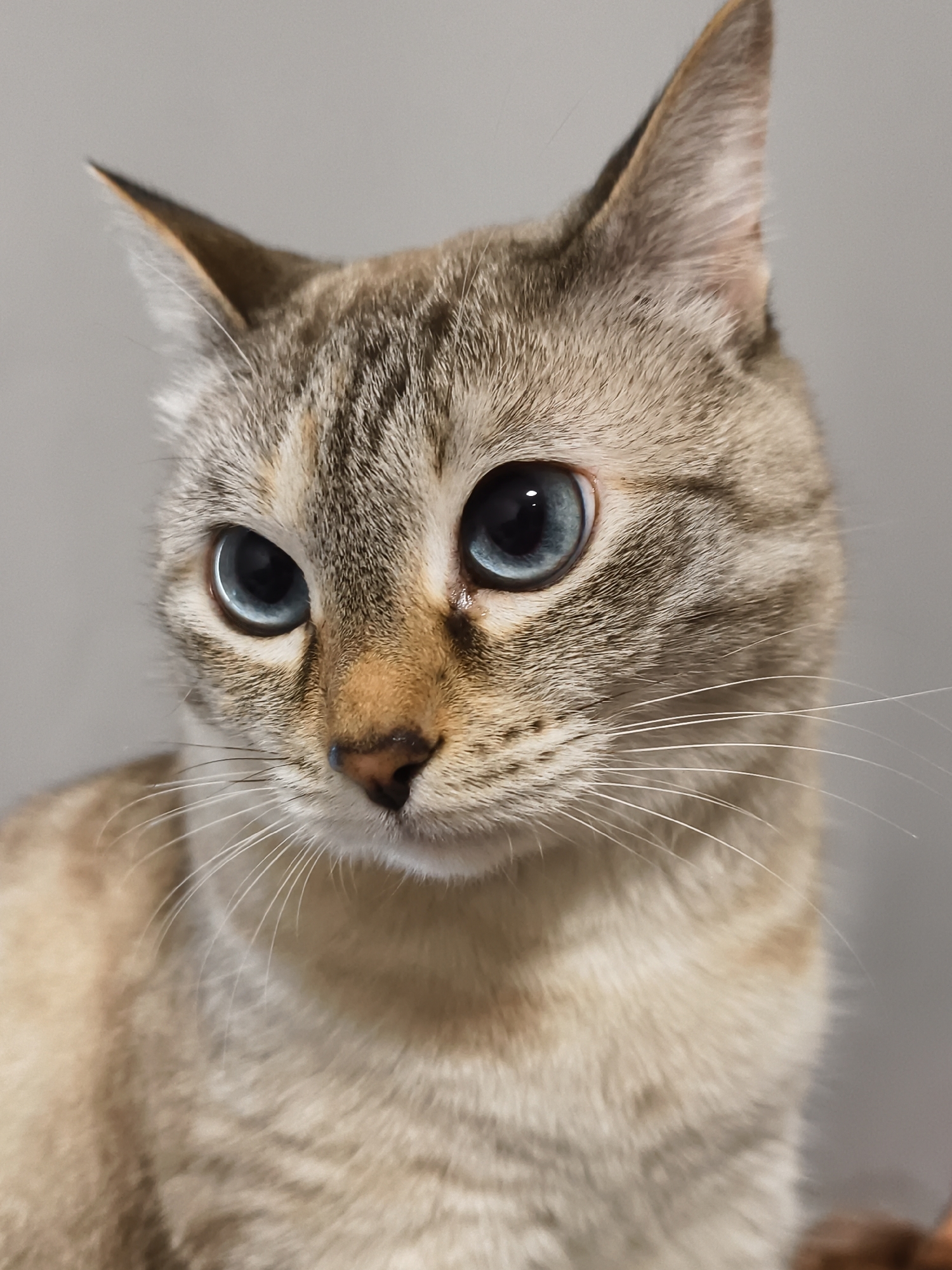 A close-up photograph captures a light brown tabby cat with striking blue eyes. The cat is positioned facing forward, though slightly turned to the left. Its fur exhibits a mix of light and dark brown markings, particularly on the head and around the eyes. The nose is a pinkish-brown color. Long, white whiskers extend from its face. The ears are pointed and tipped with a darker brown. The background appears to be a solid, neutral gray color. The location is not discernible from the image.