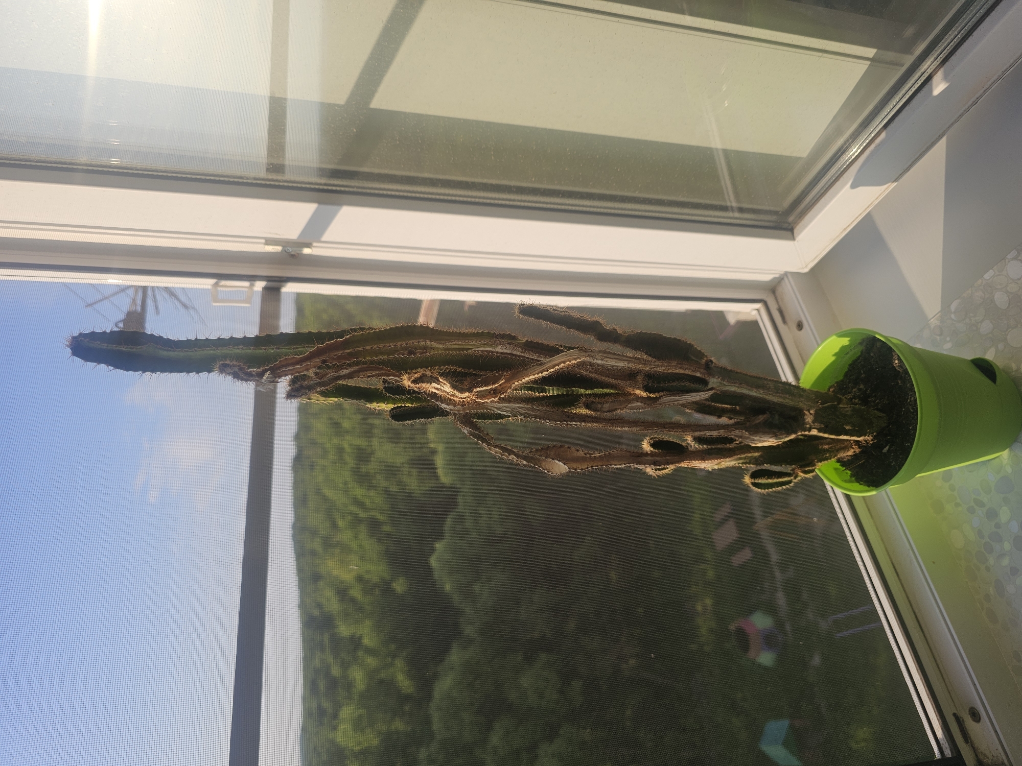 A tall, slender cactus in a bright green plastic pot sits on a white windowsill. The cactus appears unhealthy, with significant portions of its stem withered and brown, while some smaller green shoots are visible towards the base. Through the window, a dense green forest stretches out under a bright blue sky with scattered white clouds. The sun is shining, casting a strong shadow of the window frame onto the sill and wall. The window is partially open, and a fine mesh screen is visible on the exterior, obscuring some of the distant view. The windowsill itself has a decorative, speckled pattern. The scene is set in the city of Таёжное, Russia, during daylight hours.