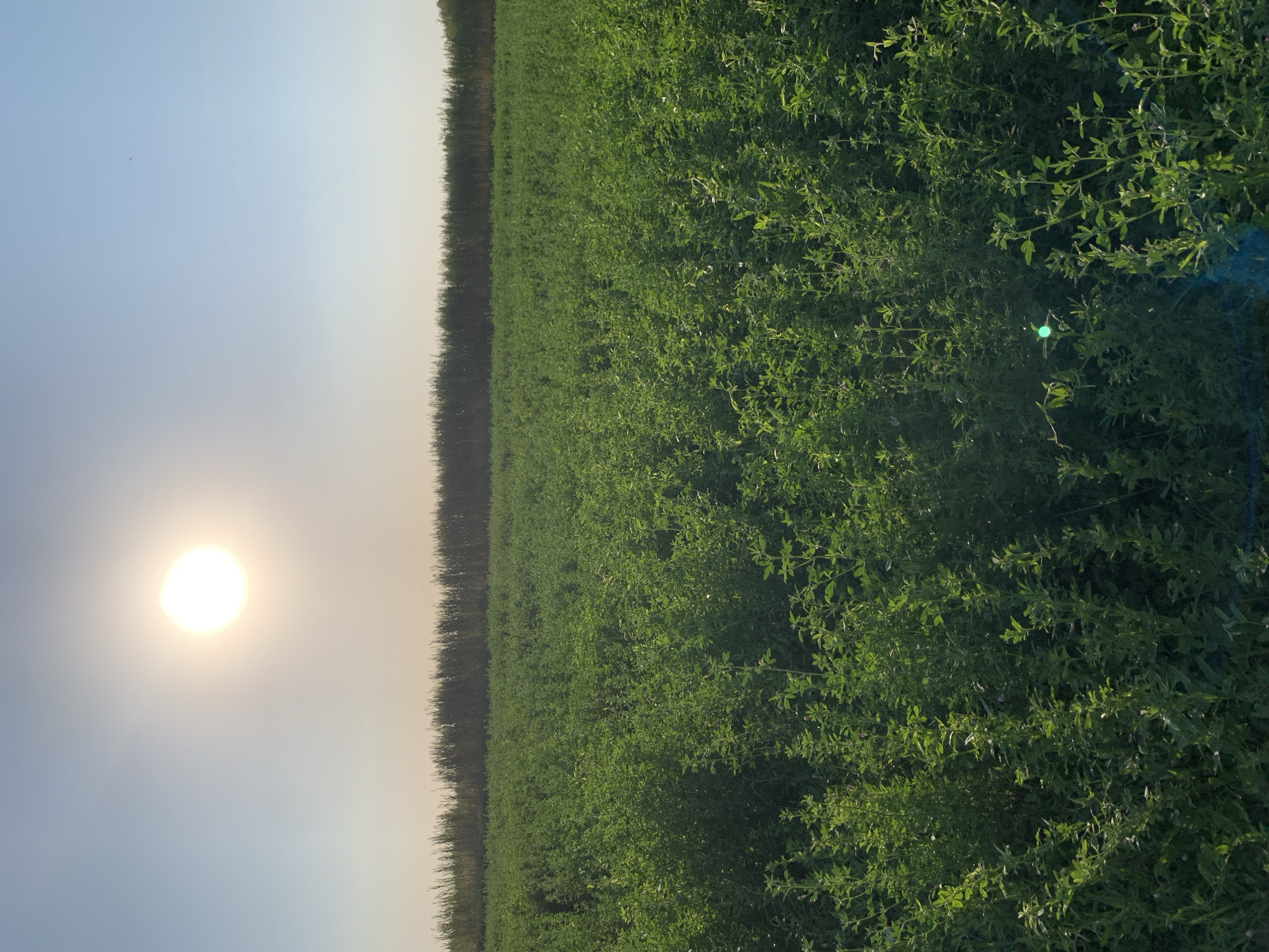 An outdoor, eye-level shot depicts a vast field of green crops under a bright, hazy sun. The sun is positioned in the upper left quadrant of the frame, casting a warm glow. A dense line of tall, thin trees forms a dark border across the horizon, separating the field from the pale blue sky. The crops, which appear to be alfalfa or a similar forage crop, are lush and vibrant green, filling the majority of the image from foreground to background. The lighting suggests it is either early morning or late afternoon. The scene is devoid of any people or man-made structures, giving it a natural and serene atmosphere. The location is the city of Komsomolskoe, Kyrgyzstan.