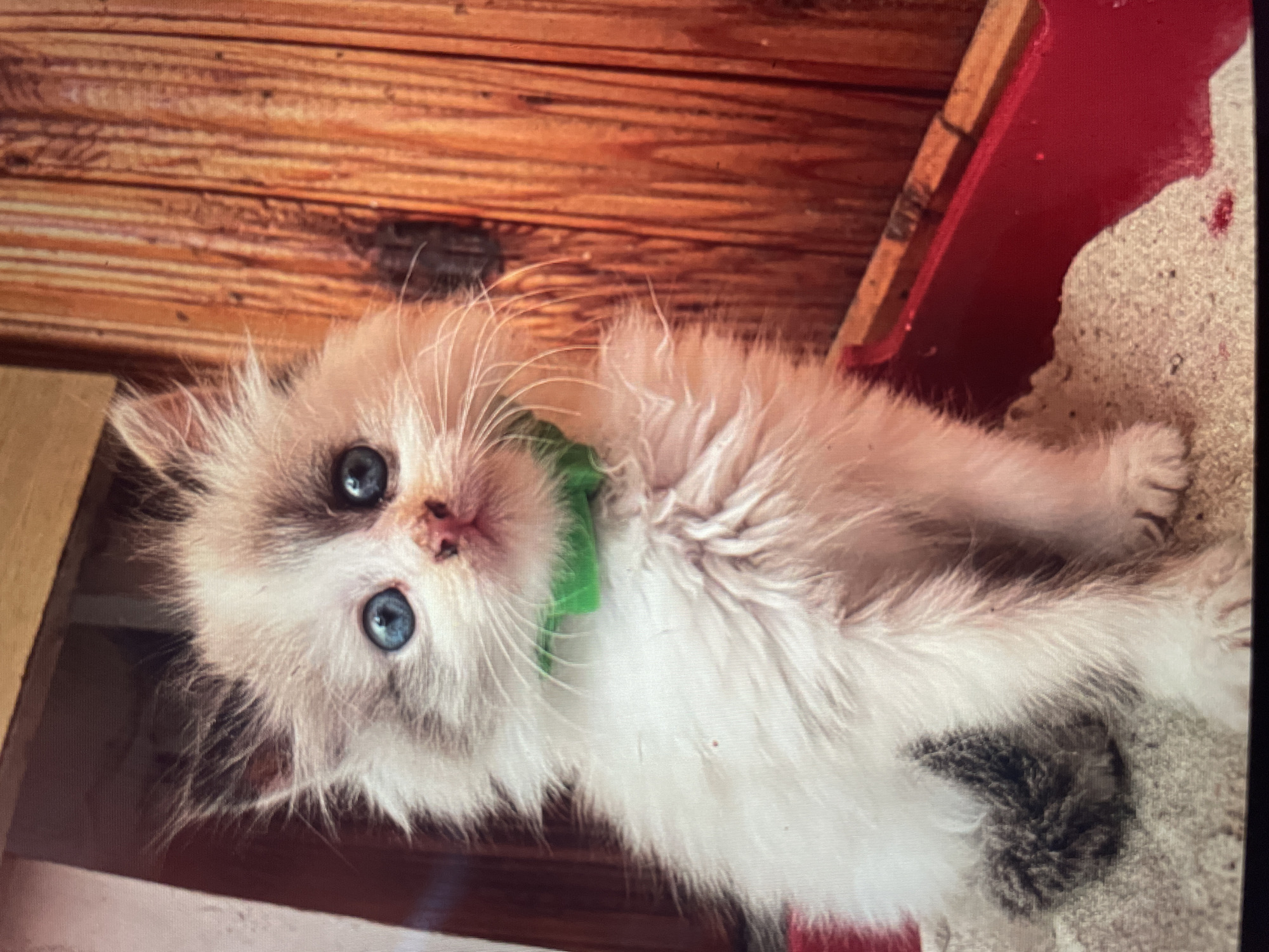 A fluffy, white kitten with blue eyes and a green collar sits in a red litter box filled with sand. The kitten has patches of grey fur on its head and a dark grey patch on its left hind leg. The background is a wooden wall with vertical planks. The image appears to be taken indoors. There is no information available about the location in the city of Shpykolosy, Ukraine.