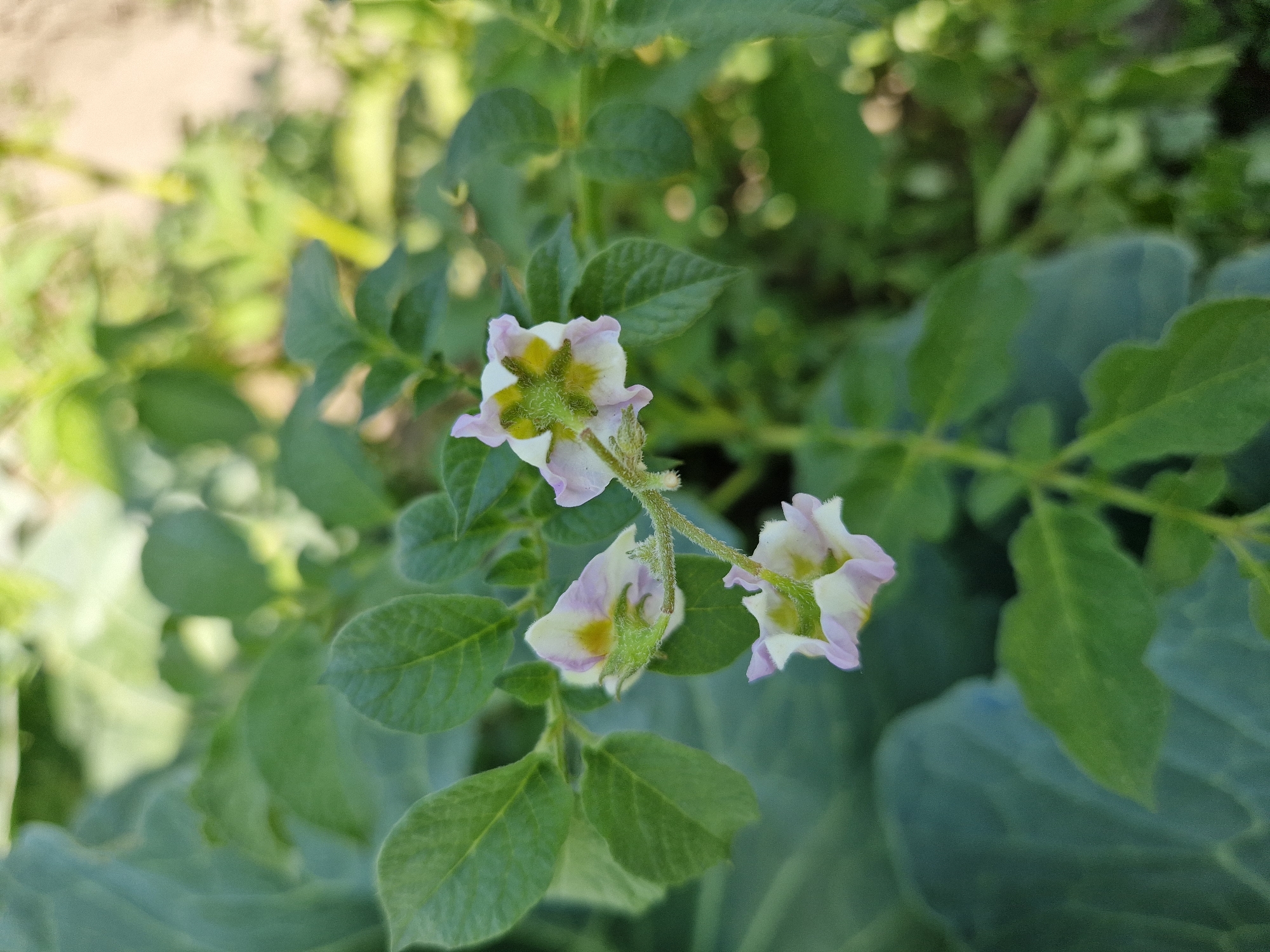 In this close-up, outdoor, natural light photograph, three small, delicate flowers with white petals tinged with pale lavender are the central subjects. These flowers, which appear to be from a potato plant, are clustered on a fuzzy green stem. Each flower has a yellow center and is surrounded by lush, green potato leaves. The background is a blur of more green foliage and some out-of-focus light sources, suggesting a garden or natural setting. The image does not depict any people, actions, or interactions. The location in Oskemen, Kazakhstan is not visually indicated in the image itself, but rather provided as contextual information.