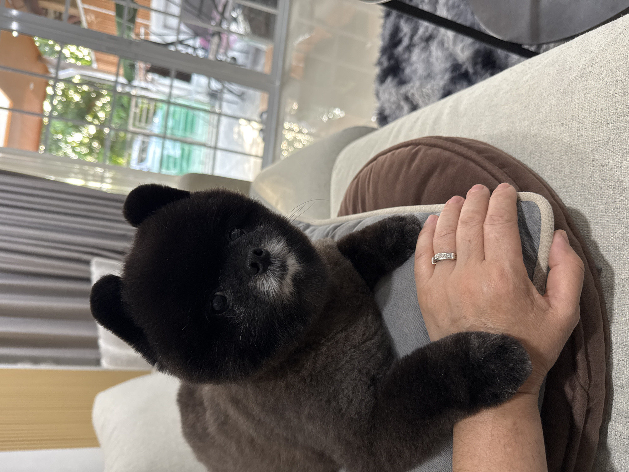 A black Pomeranian dog with a teddy bear cut is lying on a sofa in a living room. Its fur is dark brown on its body and black on its head and ears. The dog is looking directly at the camera with its snout slightly raised and its ears perked up. A person's hand, wearing a diamond ring, is resting on the dog's body. The background shows a blurred view of a living room with curtains, furniture, and a window overlooking an outdoor area. The setting appears to be in Kathu, Thailand, as indicated by the presence of tropical foliage visible through the window and the architectural style of the building outside. The overall atmosphere is relaxed and domestic.