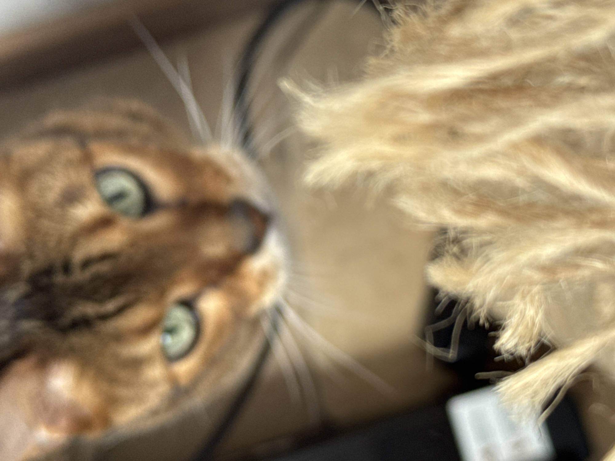 A close-up, out-of-focus shot of a brown and orange tabby cat's face. The cat has bright green eyes. In the foreground, there is a blurry, light-colored object that appears to be dried grass or reeds. The background is also blurred and shows a neutral-toned surface. The image appears to be taken indoors.