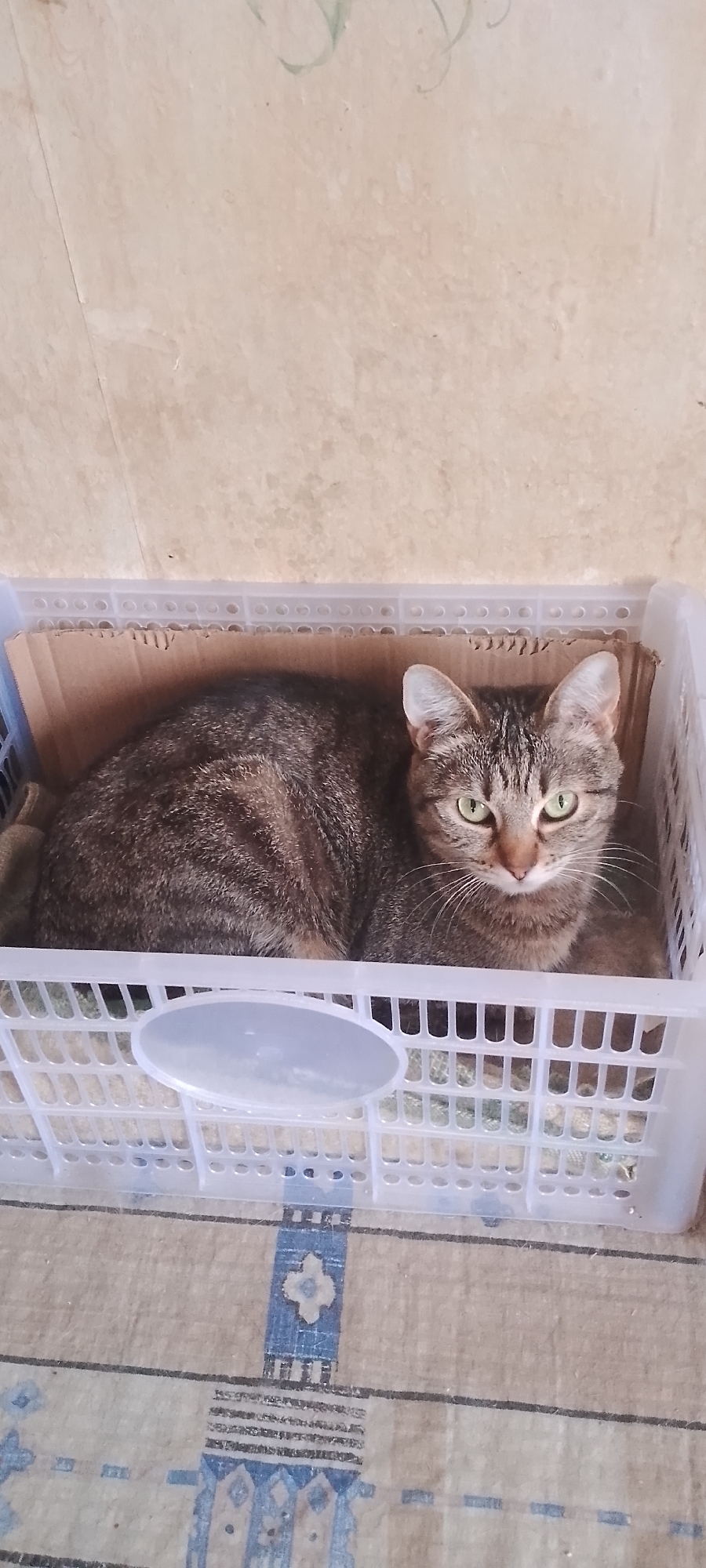 A tabby cat with green eyes is lying in a white plastic crate. The crate contains a piece of cardboard and a patterned cloth. The background is a beige, textured wall. The floor beneath the crate has a patterned rug with blue and white geometric designs. The image appears to be taken indoors in a residential setting, possibly in Belgorod, Russia, given the information provided in the prompt, though no specific visual cues in the image confirm this location.