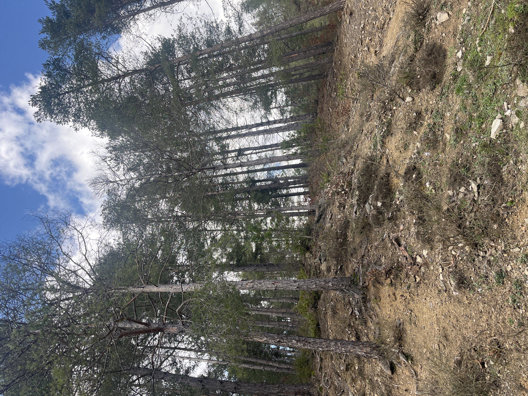 The image shows a hillside forest in Srednogortsi, Bulgaria. Tall, slender trees with green foliage stretch upwards, partially obscuring a sky with scattered clouds. The ground is covered in dry vegetation, including fallen leaves, twigs, and small rocks. The angle of the photograph makes the slope of the hill apparent. There are no people, subjects, objects, or actions in the scene. The environment suggests a natural, undisturbed area within the region of Srednogortsi.