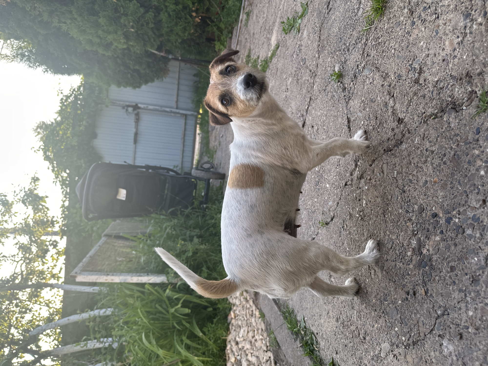 A medium shot shows a white and tan Jack Russell Terrier standing on a cracked concrete path in an outdoor setting. The dog is facing towards the right of the frame, with its head turned to look directly at the camera. Its fur is a mix of white with tan patches, including one prominent patch on its back and another on its head. The dog's tail is held high and curled slightly.
The background suggests a backyard or garden area. To the left, there is a patch of gravel and lush green foliage, with trees and a white-painted fence visible. In the center background, a dark-colored baby stroller is positioned near a corrugated metal gate. To the right, dense green trees form a backdrop. The lighting indicates it is daytime, possibly late afternoon, with sunlight filtering through the trees, creating a slightly hazy effect. The environment appears to be a residential outdoor space, likely in a suburban or rural area given the presence of the garden and gate. There are no visible people in the image. The city of Эстачи, Russia, is mentioned as the location, which contextualizes the scene as a typical Russian backyard.