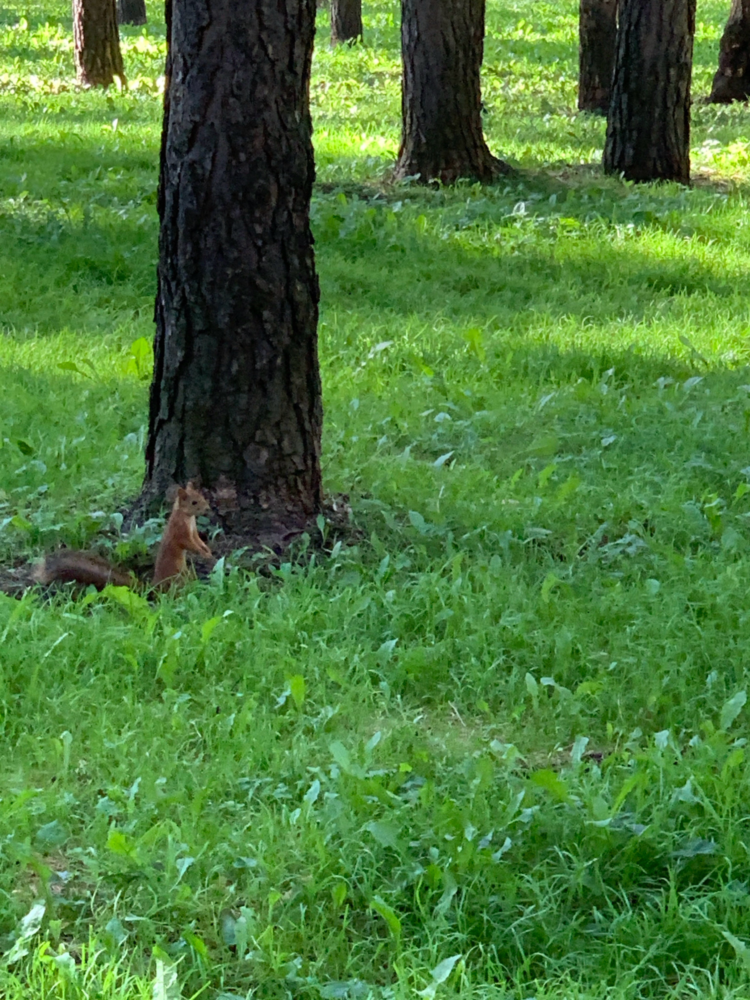 A close-up shot captures two squirrels at the base of a large pine tree in a grassy, sun-dappled area. The squirrel on the left is lying down, partially obscured by grass, while the squirrel on the right is standing on its hind legs, facing left. The surrounding environment consists of lush green grass with scattered leaves and the trunks of several pine trees, suggesting a park or wooded area within the city of Prokopyevsk, Russia. The lighting indicates it is daytime, with sunlight filtering through the trees and creating shadows on the ground. There are no humans or man-made structures clearly visible in the frame.