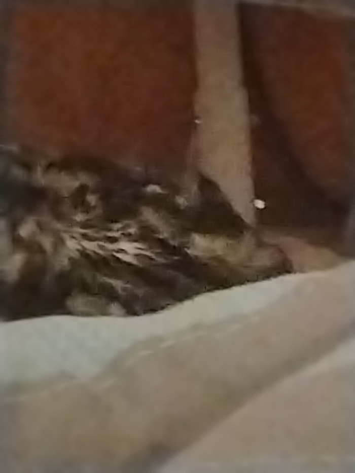A small animal, possibly a juvenile bird or a feline, featuring mottled dark brown and light plumage or fur, lies on a light-colored, soft textile surface. The animal is positioned laterally, its head indistinct. The background consists of a reddish-brown vertical surface to the left and a lighter, irregular vertical structure to the right. The setting is indoors. This scene is located in Chaikovsky, Russia.