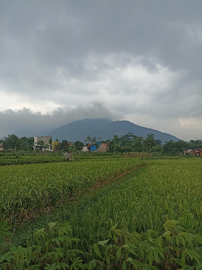 The image shows a field of green rice paddy in the foreground, with a small village in the middle ground, and a large mountain in the background. The sky is overcast with grey clouds. The scene is taken in Jatinangor, Indonesia, located at latitude: -6.94, longitude: 107.778. There are no people visible in the image.
