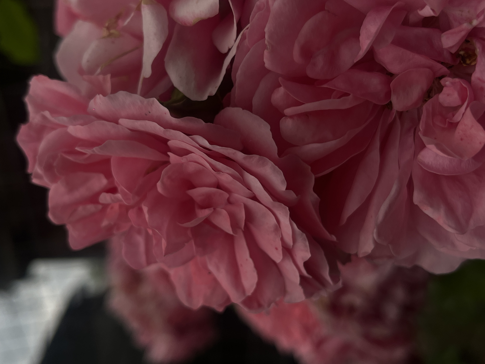 The image is a close-up, macro photograph of several pink roses, some in full bloom and others partially open. The petals are layered and ruffled, with a soft, velvety texture. The lighting is dim, creating a moody and intimate atmosphere. The background is dark and blurred, with hints of greenery and what appears to be a fence or lattice structure. The setting is likely a garden or outdoor space. There are no people visible in the image. The photograph does not provide any specific information about the city of Novopokrovskaya, Russia, or any details that would place it within that location.