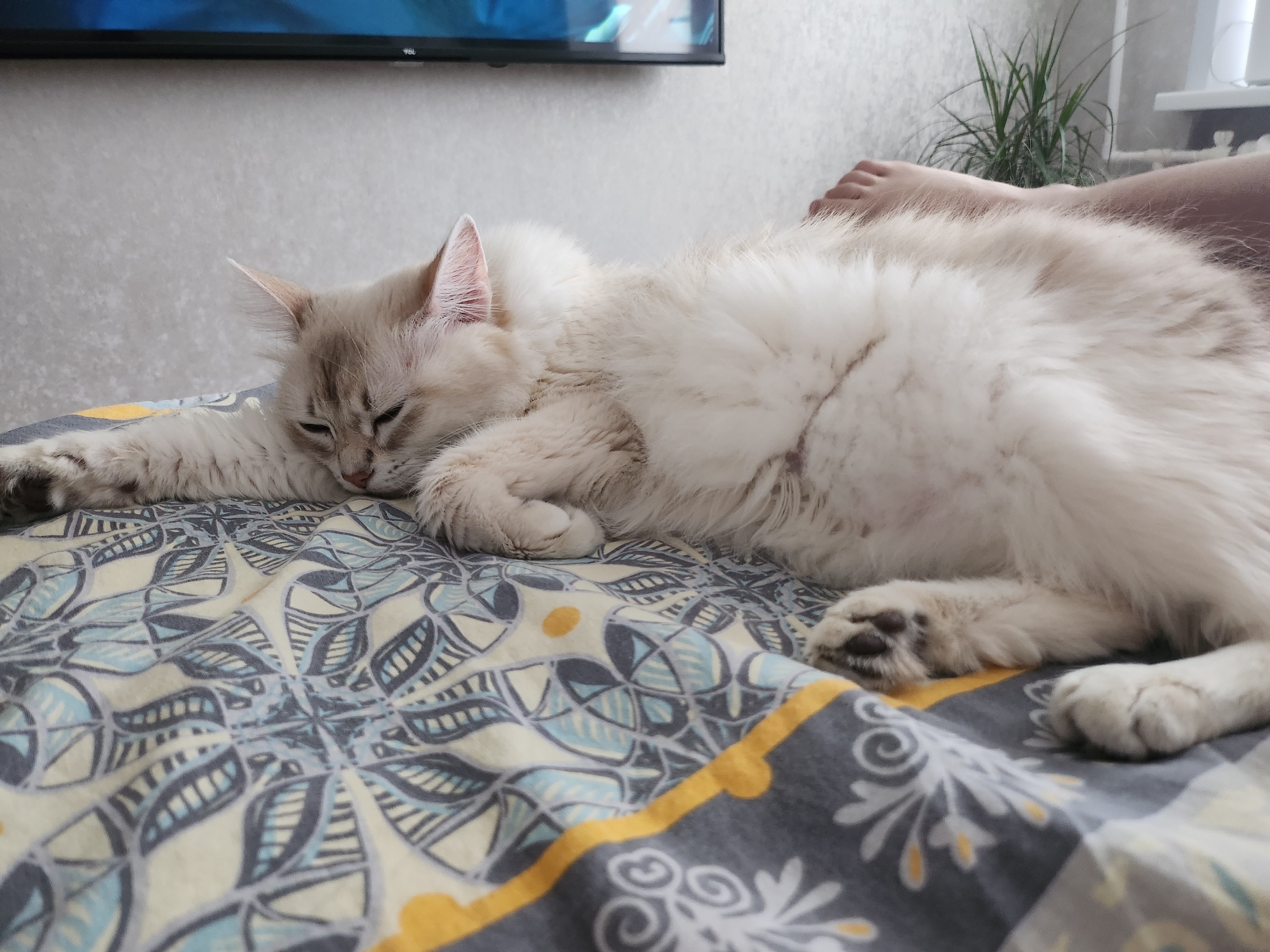 A light-colored cat lies on a patterned bedspread. The cat is mostly white with some gray and tan markings, especially on its face and ears. It is lying on its side with its paws stretched out on the bed. In the background, a television is mounted on the wall above the bed. To the right, a foot and leg are visible near a potted plant. The bedspread has a geometric pattern with shades of blue, gray, and yellow.