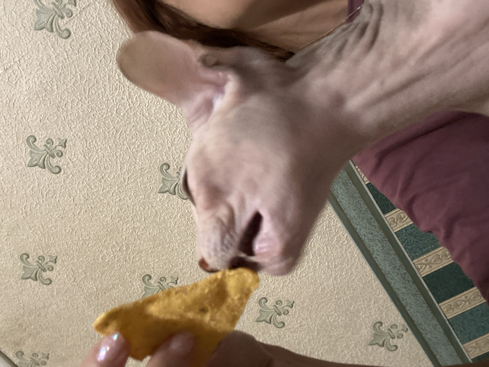 The image shows a close-up of a person feeding a Sphynx cat a piece of an orange-colored snack, possibly a tortilla chip. The cat is leaning in to take the snack, its mouth open. The background is a textured beige wallpaper with a repeating pattern of decorative fleur-de-lis motifs. To the right of the cat, a portion of a person's shoulder and arm, covered in a deep purple fabric, is visible, along with a section of striped bedding or upholstery in shades of green and beige. The lighting appears to be artificial, suggesting the scene is indoors. The focus is on the interaction between the person and the cat, with the cat's head and the snack being the primary subjects. No text is visible in the image. The setting is likely a home environment in Togliatti, Russia.