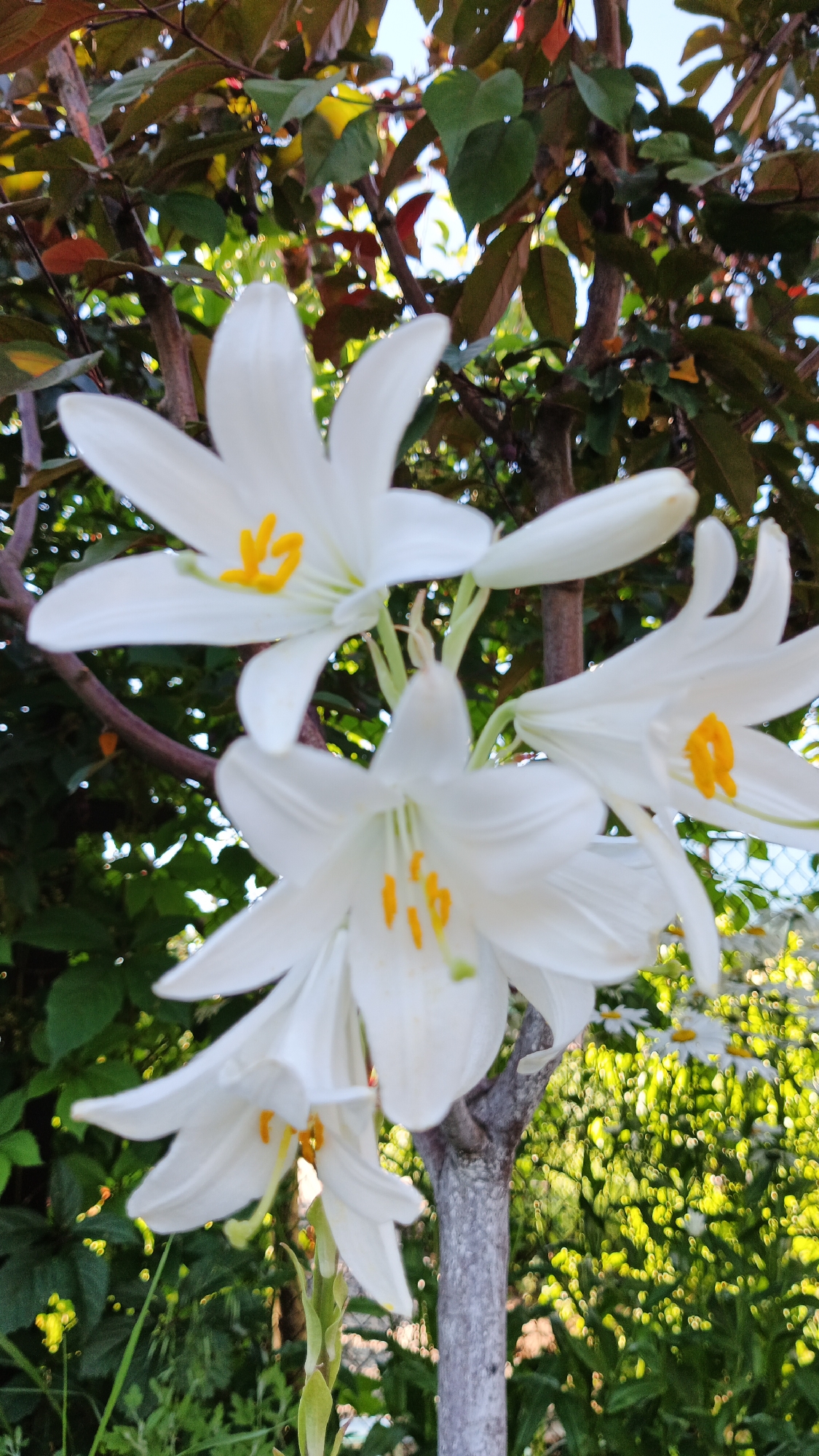 The image shows a cluster of white lilies with bright yellow stamens. The lilies are in bloom, with some flowers fully open and others still in bud. They are growing on a thick, greyish-brown stem that is supported by a tree trunk with dark reddish-brown leaves. The background is a blur of green foliage and dappled sunlight, suggesting an outdoor setting in the daytime. In the distance, a patch of small white flowers, possibly daisies, can be seen. The overall impression is one of natural beauty and tranquility. The location context is Kryvyi Rih, Ukraine. There is no visible text in the image.
