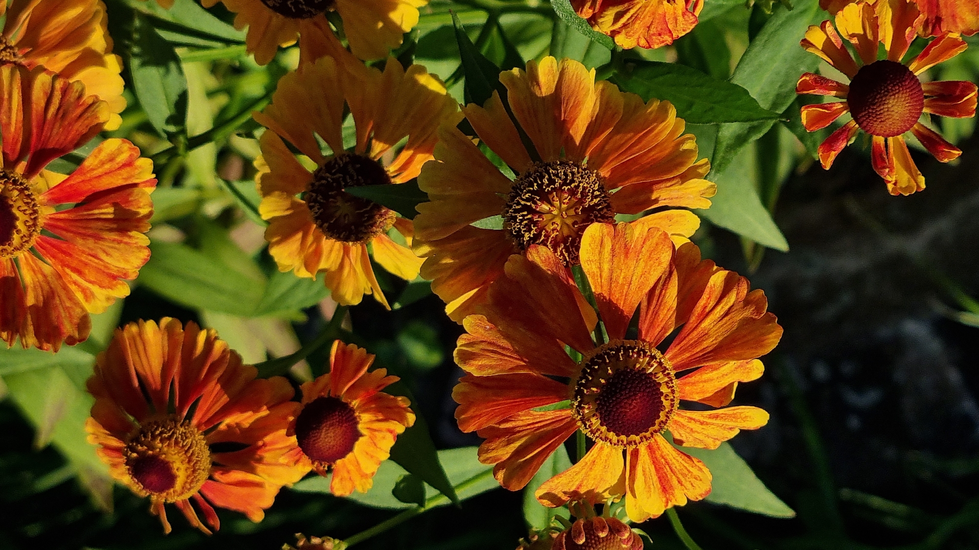 The image shows a close-up view of several orange and yellow daisy-like flowers with dark brown centers. The flowers are in various stages of bloom, with some fully open and others still budding. They are surrounded by green leaves and stems. The lighting suggests it is daytime, with sunlight illuminating the flowers and casting shadows. The setting appears to be a garden or natural outdoor environment. There are no people or buildings visible in the frame. The image does not provide any information about the city of Vysokoe, Russia.