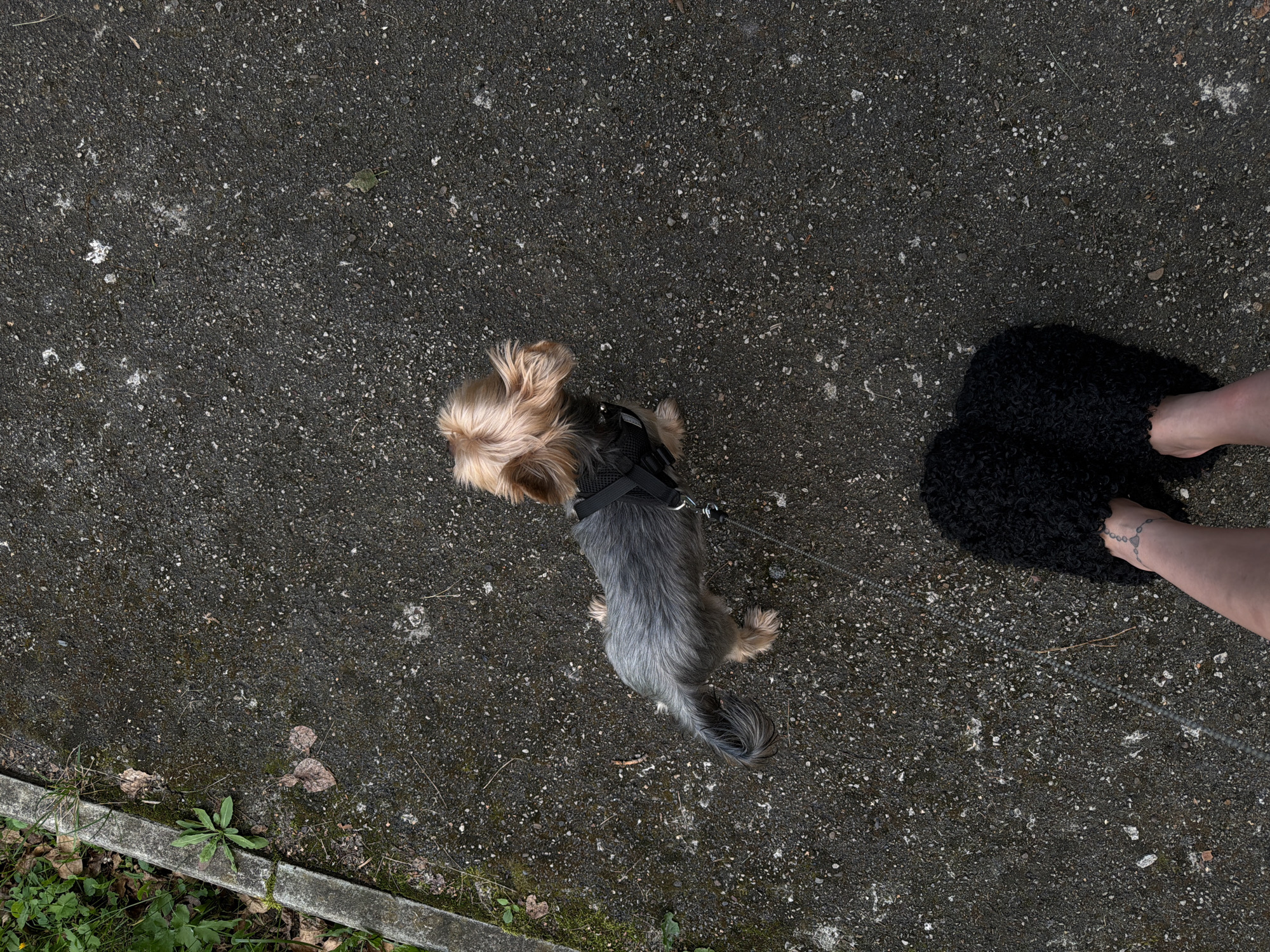 A high-angle shot shows a small, fluffy dog with gray and tan fur, wearing a black harness and leash, standing on a dark asphalt surface. The dog's fur is windswept, and it is looking to the right. In the foreground, a person's left leg and foot are visible, wearing a black, fuzzy slipper. The person also has a delicate, geometric tattoo on their ankle. The asphalt is rough and speckled with small stones. To the left of the asphalt, a concrete curb runs along an area of grass and fallen leaves, with some green plants growing near the curb. The overall scene appears to be outdoors, possibly in a park or on a sidewalk in the city of Perm, Russia.