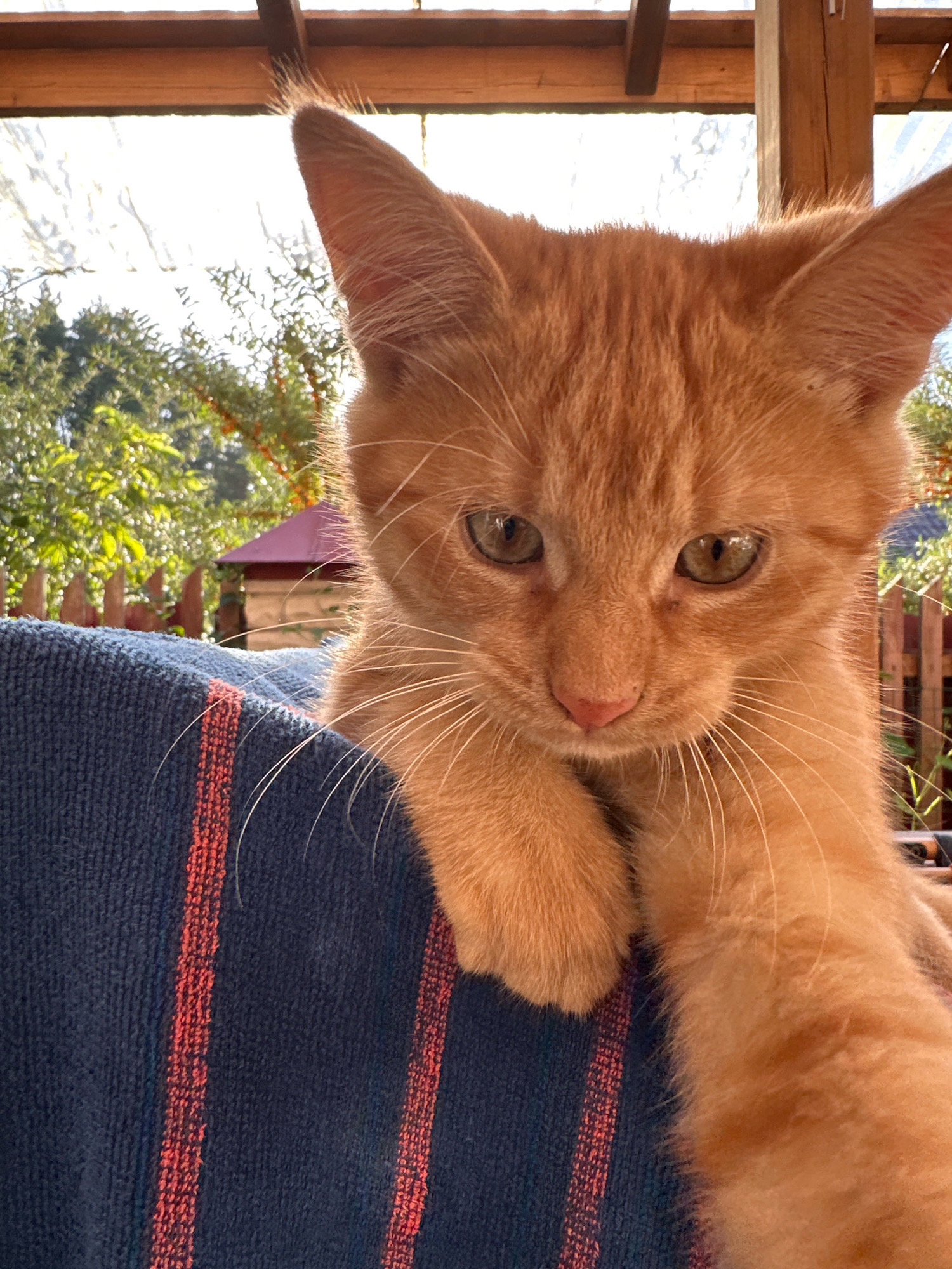 This is a close-up, eye-level, outdoor shot of a young ginger tabby kitten resting on a dark blue towel with red stripes. The kitten's head and front paws are visible. Its eyes are a light green-yellow, and its nose is pink. The kitten is looking slightly down and to the right, with one paw resting on its chin. In the background, sunlight filters through green foliage and a wooden structure. A small red-roofed building and a wooden fence are also discernible. The image does not contain any elements that would suggest a specific location in Vilnius, Lithuania.