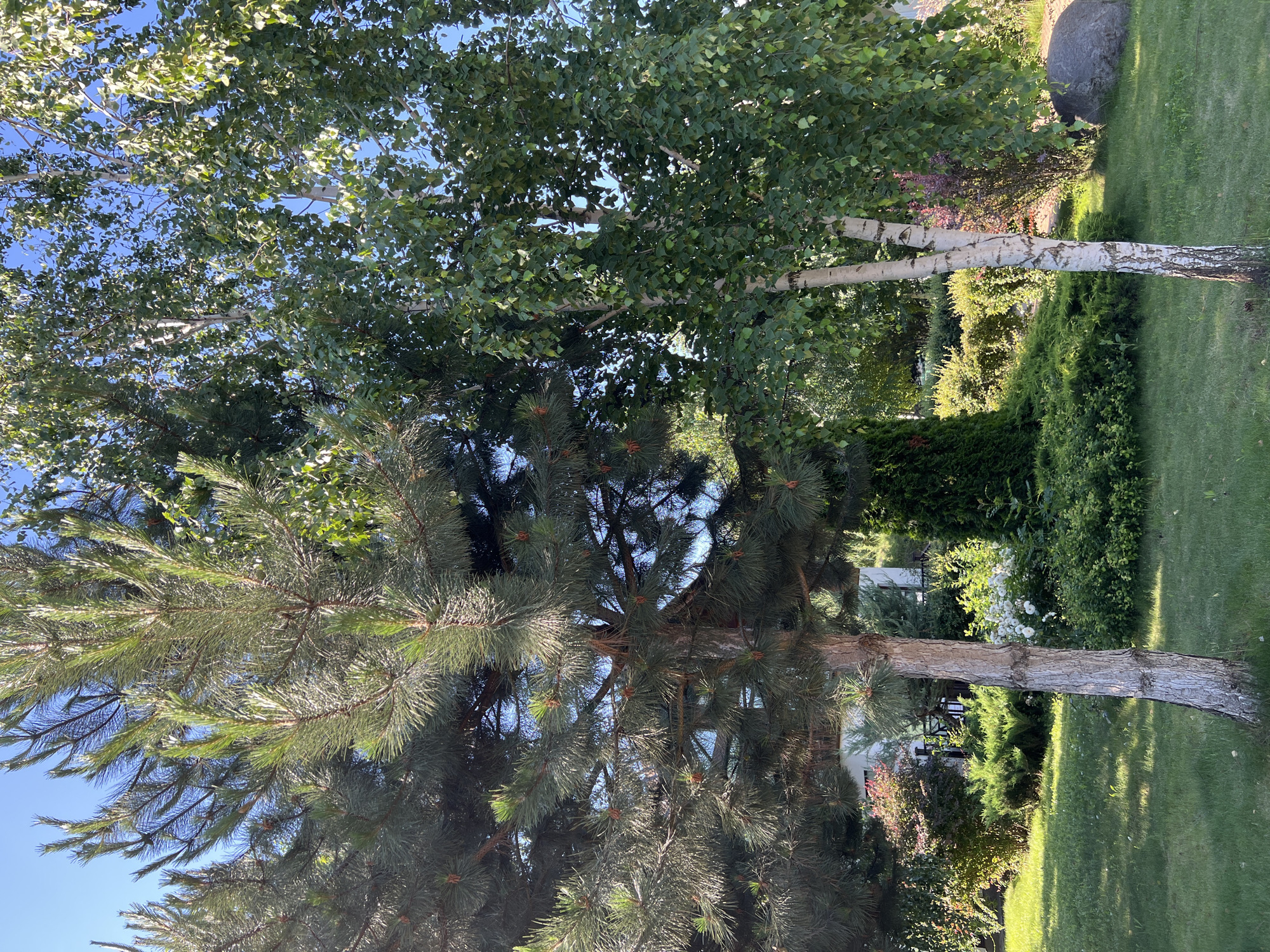 This is a medium-shot outdoor vertical photograph of a park or garden. Two trees, a pine on the left and a birch on the right, dominate the foreground. The pine tree has dark green needles and a rough, textured bark. The birch tree has white, peeling bark and many small, green leaves. In the background, there is a neatly mowed green lawn, various shrubs, and some flowering bushes. A large, dark gray boulder is visible on the right side of the frame, partially obscured by the birch tree. The sky is a clear, bright blue. The scene appears to be a well-maintained outdoor public space, possibly in the city of Plast, Univska, Russia, as indicated by the context. There are no people or animals visible in the image.