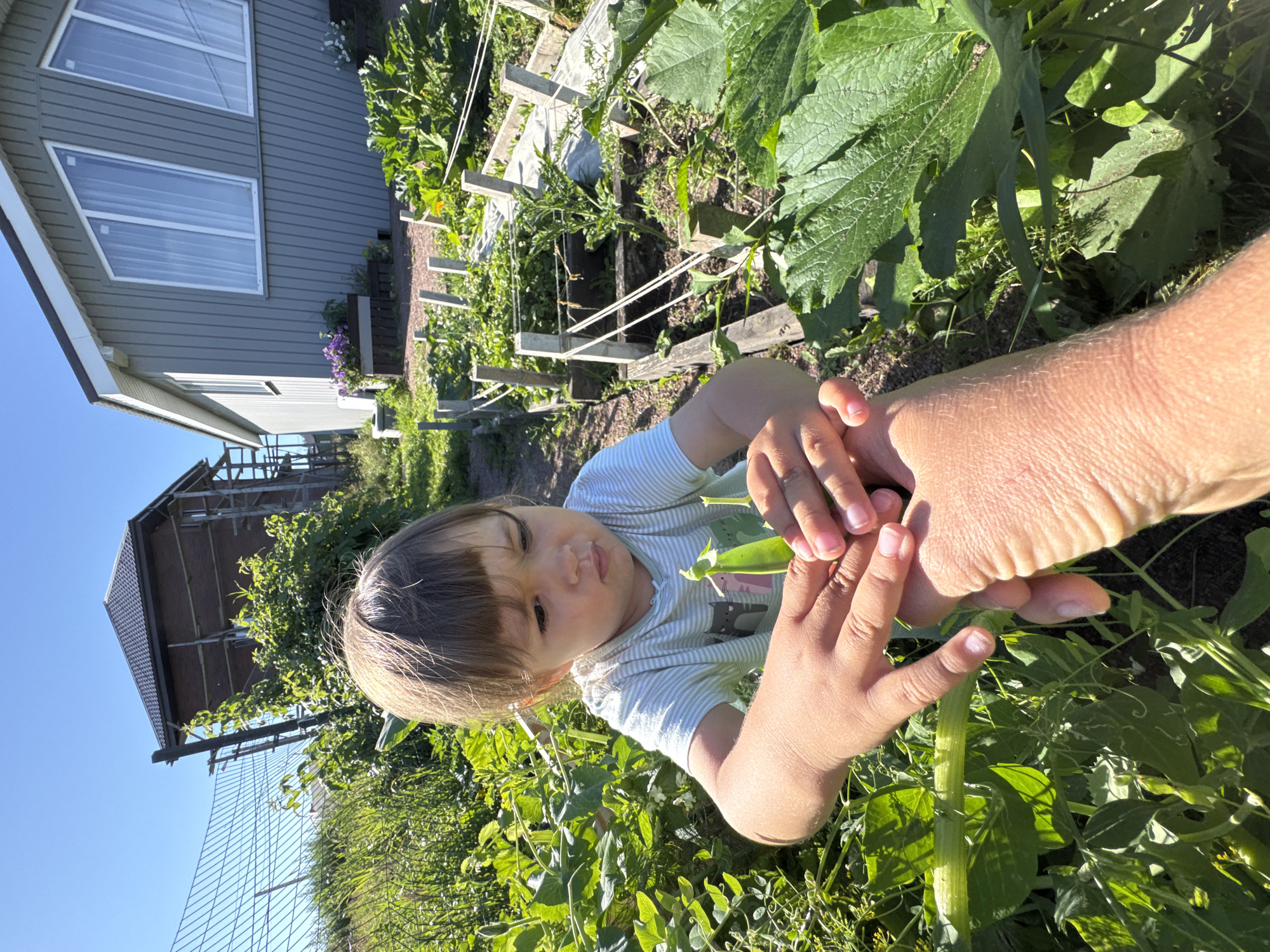 In Kempelevo, Russia, a young child is shown in a garden, holding a pea pod. The child, wearing a striped t-shirt, is focused on the pea pod. The garden features raised beds and various green plants, including what appear to be zucchini plants with large leaves. In the background, a gray house with large windows and a brown house under construction are visible. A wire fence runs along the edge of the property, and the sky is clear and blue. The image captures a moment of interaction between the child and an adult, whose hand is also visible in the frame, near the child's.