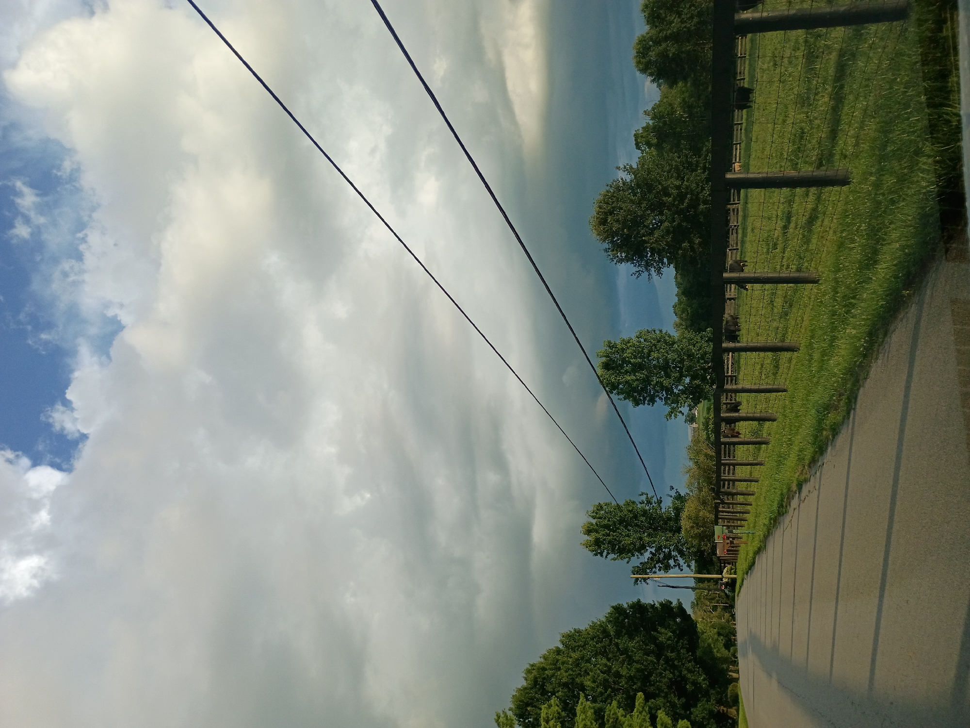 The image depicts a rural scene on a paved road in Cynthiana, United States. The road curves to the left and casts long shadows across its surface, indicating it is late afternoon or early morning. To the right of the road, a grassy field is enclosed by a wooden fence with wire mesh. Several dark-colored cattle are visible grazing in the field. A line of trees borders the field and continues along the horizon. The sky above is filled with a dramatic mix of white and dark gray clouds, with patches of blue sky visible. Two parallel power lines stretch across the upper portion of the image, silhouetted against the sky. The overall impression is one of a serene, natural landscape under a changing sky.