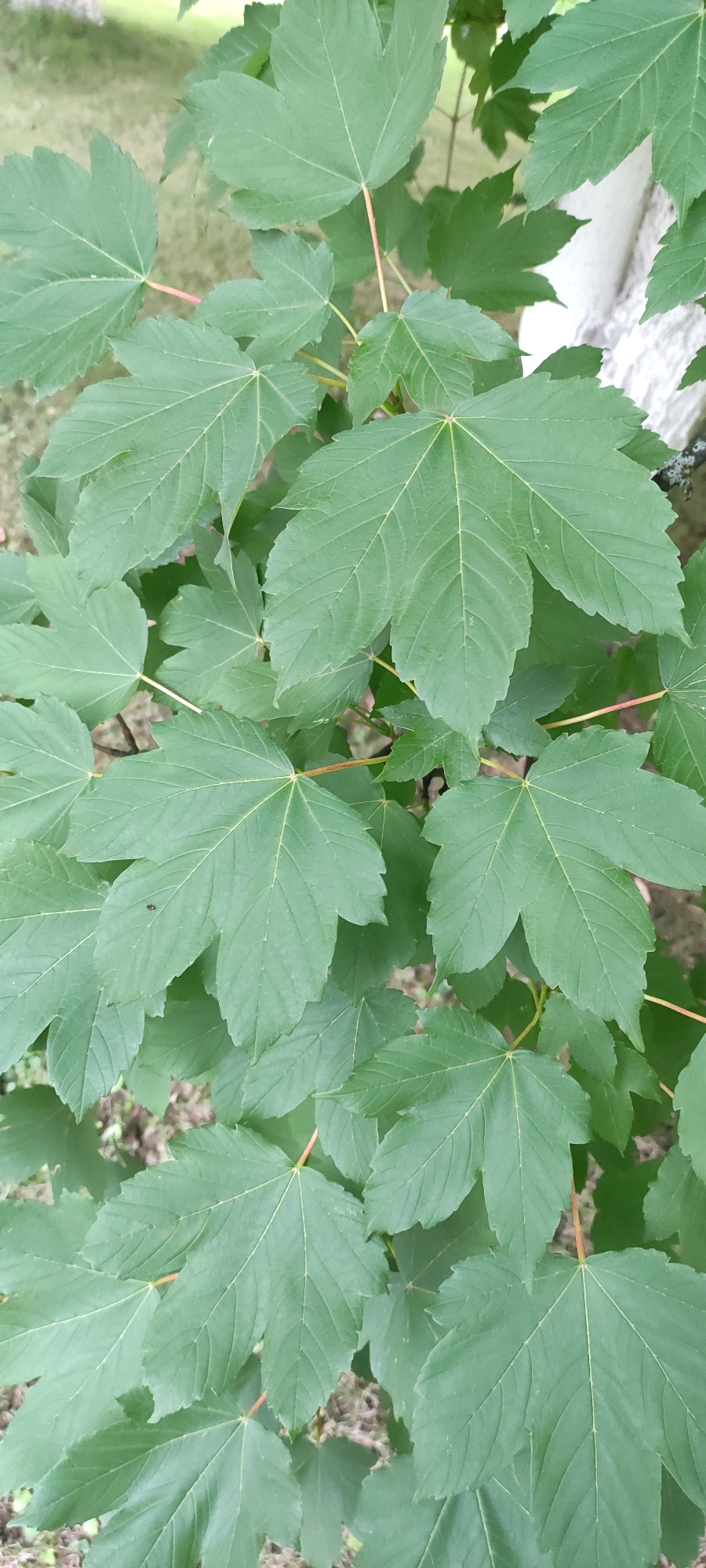 The image shows a close-up view of several large, green, five-lobed maple leaves. The leaves have prominent veins and serrated edges. The stems of the leaves are visible, some appearing reddish-brown. The background is blurred, with hints of green foliage and what appears to be a light-colored textured surface on the right, possibly a wall or building. A small black insect is visible on one of the leaves in the lower left quadrant. The image does not provide any information to suggest a location in the city of Rosinka, Russia.