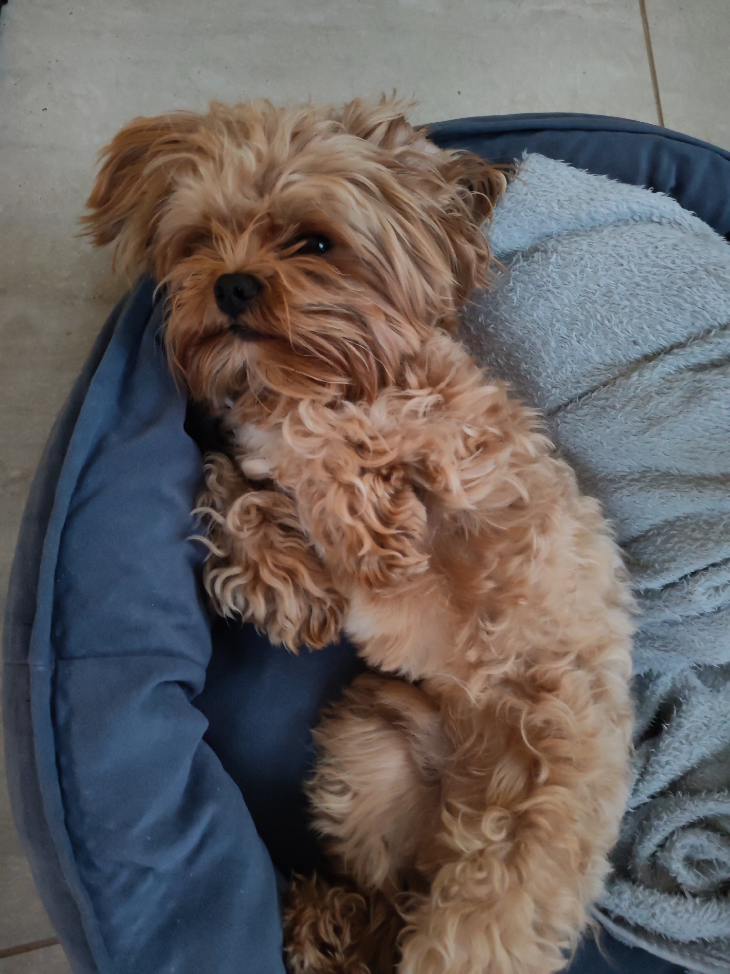 A small, fluffy, light brown dog is lying on its back in a dog bed. The dog bed is dark blue and appears to be made of soft fabric. There is a light blue, fuzzy blanket partially covering the dog bed. The dog's eyes are closed, and its paws are curled up. The dog appears to be sleeping. The background of the image is a tiled floor. The image was taken indoors. There is no information in the image that indicates it is located in Bol'shie Mkhi, Russia.