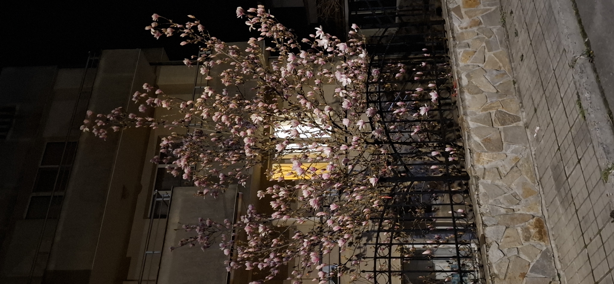 The image depicts an exterior night scene in Burgas, Bulgaria. A large magnolia tree, heavily laden with pink and white blossoms and buds, occupies the central and upper-left portions of the frame. The tree stands in front of a multi-story building, partially obscuring its lower two floors. The building features a light-brown or beige facade, dark windows, and balconies with dark railings. One window on the first floor behind the tree emits a bright, warm yellow light, illuminating some of the magnolia branches and flowers directly in front of it.
Below the tree and building, a black ornate metal fence is visible, resting on top of a low retaining wall constructed from irregularly shaped, light-colored natural stones (tan, grey, brown hues). In the foreground, a paved sidewalk with square concrete tiles extends from the bottom of the stone wall towards the viewer's left. A concrete curb separates the sidewalk from a darker asphalt street or road, which is partially visible at the bottom of the frame. Sparse patches of green vegetation are present in the cracks of the sidewalk and along the curb. A small, crumpled piece of white paper or plastic litter is visible on the sidewalk near the center-bottom. No individuals or active interactions are visible in the scene.