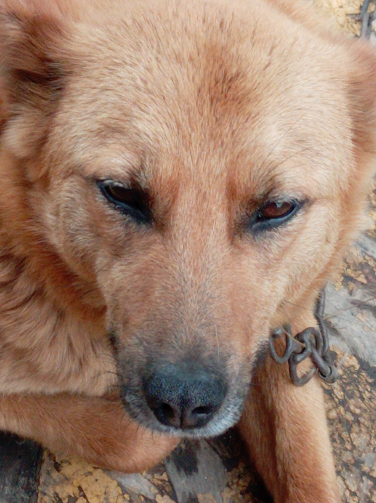 A close-up, head-on, eye-level shot of a light brown dog's face is captured from a slightly elevated perspective. The dog's fur is short and thick, with lighter shades around its snout and darker hues on its ears. The dog's eyes are dark brown and appear to be looking directly at the camera. A thick, dark metal chain is visible around the dog's neck, with several links intertwined. The background consists of a textured surface that appears to be made of wood or stone, with patches of light and dark brown colors. The lighting is natural and appears to be from an overhead source, casting soft shadows on the dog's face. The scene is a still portrait of the dog, with no discernible action or interaction taking place. The image does not contain any information to pinpoint its location in Artyom, Russia.