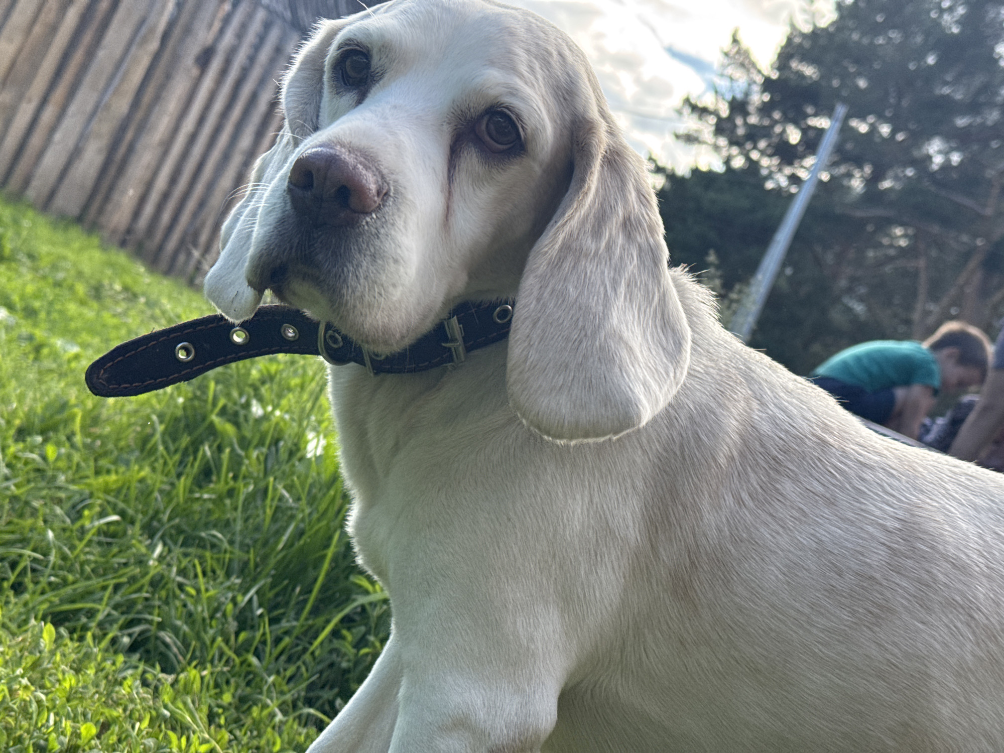 An off-center, close-up medium shot captures a white dog with floppy ears and a dark collar looking to the left. The dog is positioned in the foreground with lush green grass and a wooden fence in the background. The lighting suggests it is daytime, with the sun casting shadows and highlights. In the distance, two figures are visible, one wearing a green shirt. The environment appears to be an outdoor setting, possibly a park or backyard, given the presence of grass, trees, and a fence. The image quality is good, with clear details on the dog's fur and facial features.