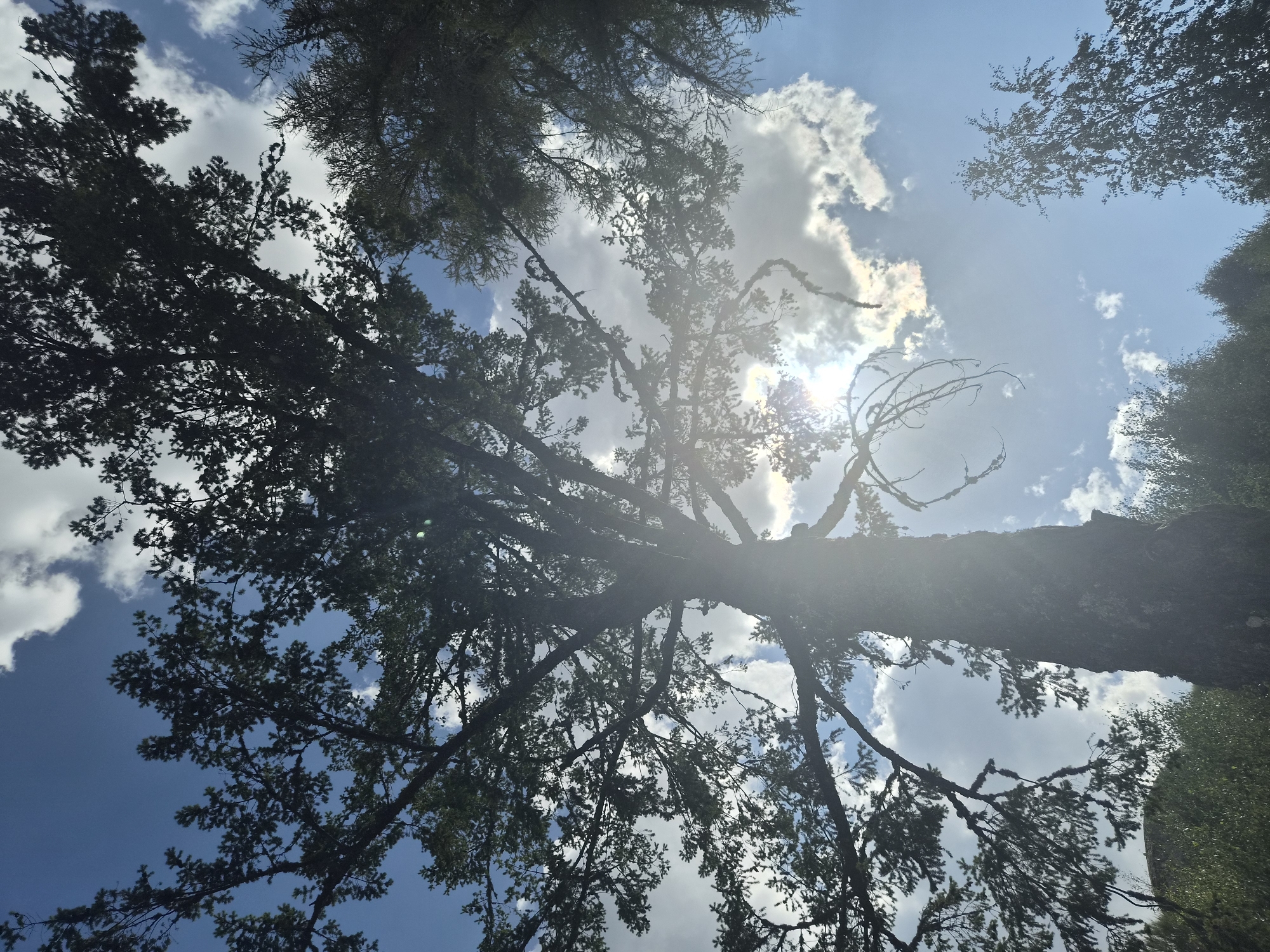 A low-angle shot captures the silhouette of a tall tree against a bright blue sky filled with scattered white clouds. The sun shines through the branches of the tree, creating a lens flare effect. The tree's bark is textured and dark, with many branches extending outwards. In the lower part of the image, glimpses of green foliage are visible. The scene is devoid of any people or discernible human activity. This photograph appears to be taken in a natural setting, possibly a park or forest, outside the city of Gouveia, Portugal.