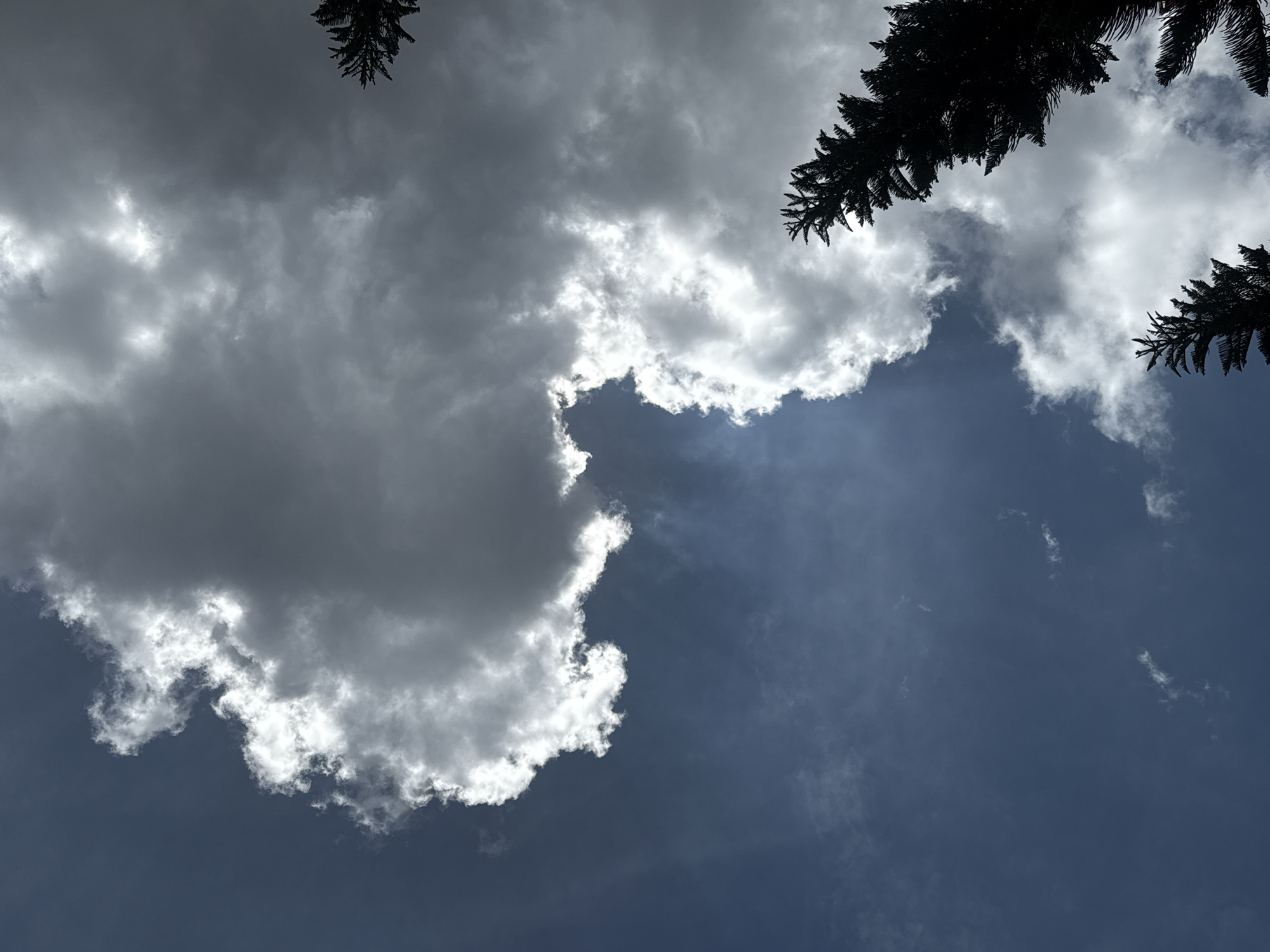 This is a medium shot, outdoor, low-angle photograph of the sky. Silhouetted against the sky on the top and right edges are branches of pine trees. The sky is a deep blue with scattered clouds. A large, fluffy cumulus cloud dominates the left side of the frame. It is brightly lit on its edges by sunlight, creating a halo effect, while its interior is darker, indicating it is thick and casting a shadow. To the right of this cloud, the sky is a clearer, deeper blue with thinner, wispy cirrus clouds. The overall impression is of a dramatic and dynamic sky, possibly indicating changing weather. The time of day appears to be either late afternoon or early morning, given the angle of the light illuminating the clouds from behind. The presence of pine trees suggests a temperate or mountainous region, consistent with Da Lat, Vietnam, which is known for its pine forests and cooler climate. No people or specific objects are visible, only the natural elements of trees and sky. There is no visible text in the image.
