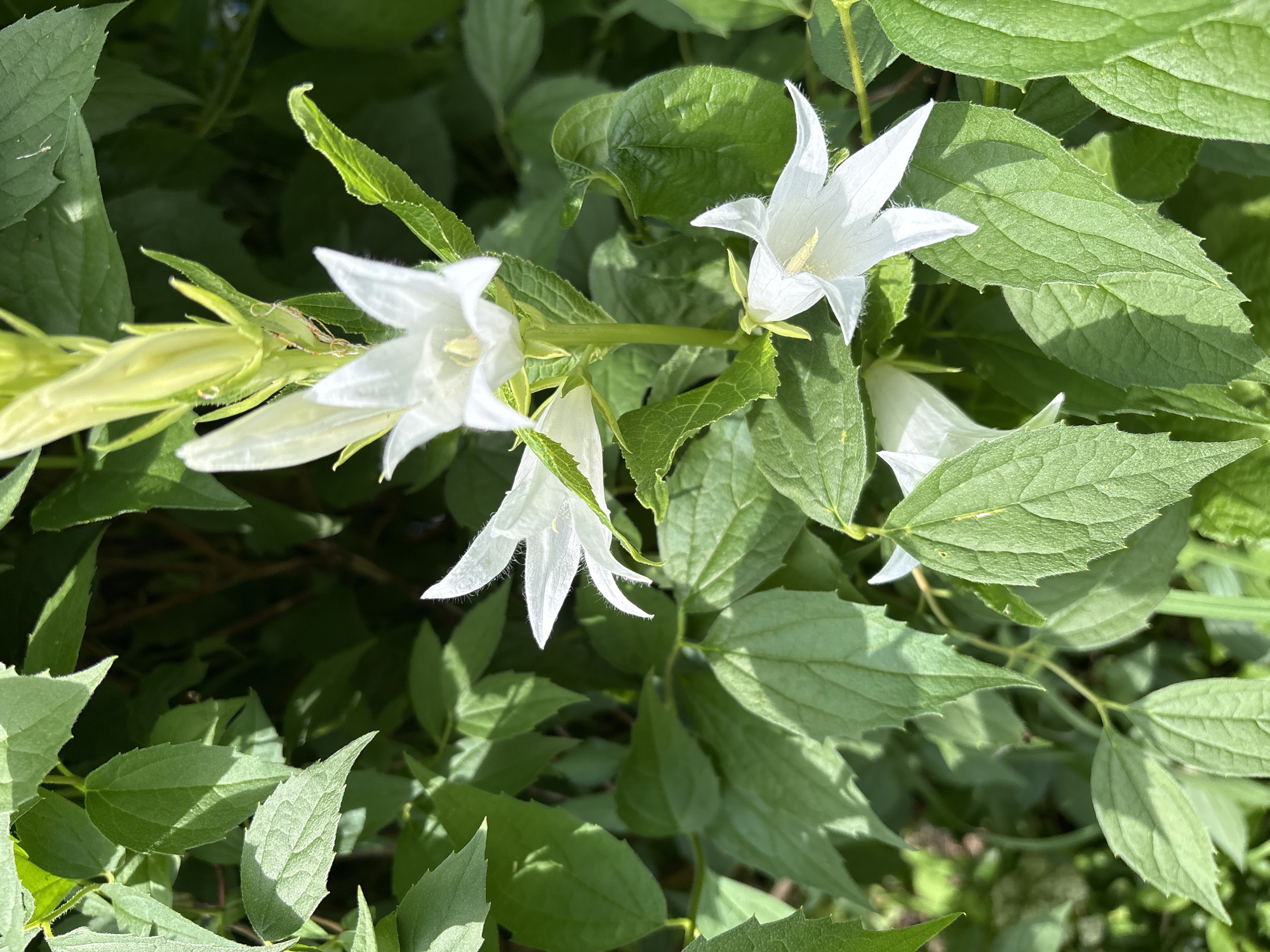 In Dubrovino, Russia, a close-up, eye-level, outdoor shot captures a cluster of white bell-shaped flowers, possibly Campanula, in full bloom. The flowers are surrounded by lush green foliage, with some leaves in sharp focus and others slightly blurred, creating a sense of depth. The lighting suggests it is daytime, with sunlight filtering through the leaves, casting shadows and highlighting the delicate texture of the petals. The background is predominantly green, with some darker, out-of-focus areas indicating the density of the surrounding vegetation. There are no people or animals visible in the frame. The overall impression is one of natural beauty and tranquility.