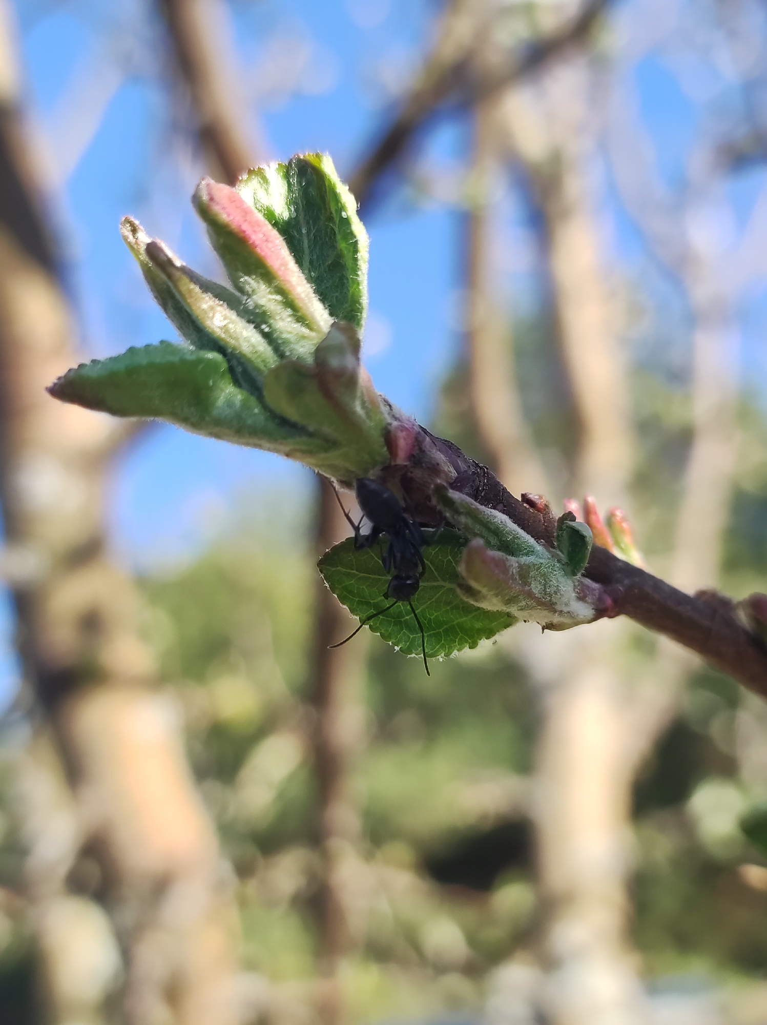 A close-up shot shows a small branch with emerging leaves. The leaves are a mix of green and pinkish-red, covered in fine fuzz. Underneath one of the leaves, an ant is visible. The background is blurred, but hints of blue sky and out-of-focus trees suggest an outdoor setting. The image location, Фоки, Russia, does not appear relevant to the objects and actions visible in the image.