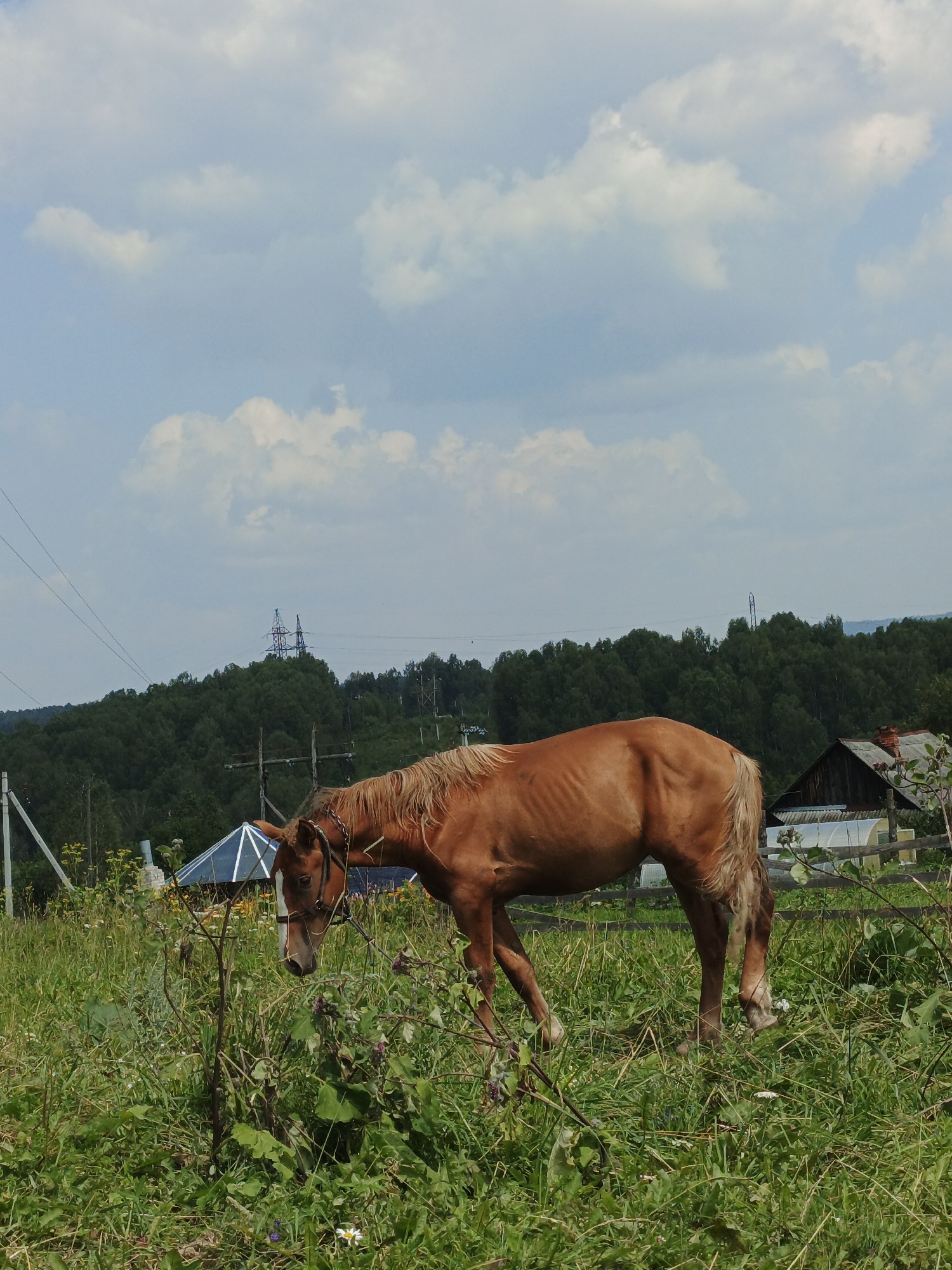 The image depicts a rural scene in Medvedyovka, Russia, under a partly cloudy sky. A brown horse grazes in a lush green field, its head bowed towards the grass. The horse is wearing a bridle with a chain element. In the background, a dense green forest covers rolling hills. Several structures are visible, including what appears to be a greenhouse with a transparent roof, a wooden fence, and a rustic house with a dark roof and a brick chimney. Power lines and electricity pylons are also present in the distance, indicating some level of infrastructure. The overall impression is of a natural, peaceful setting.