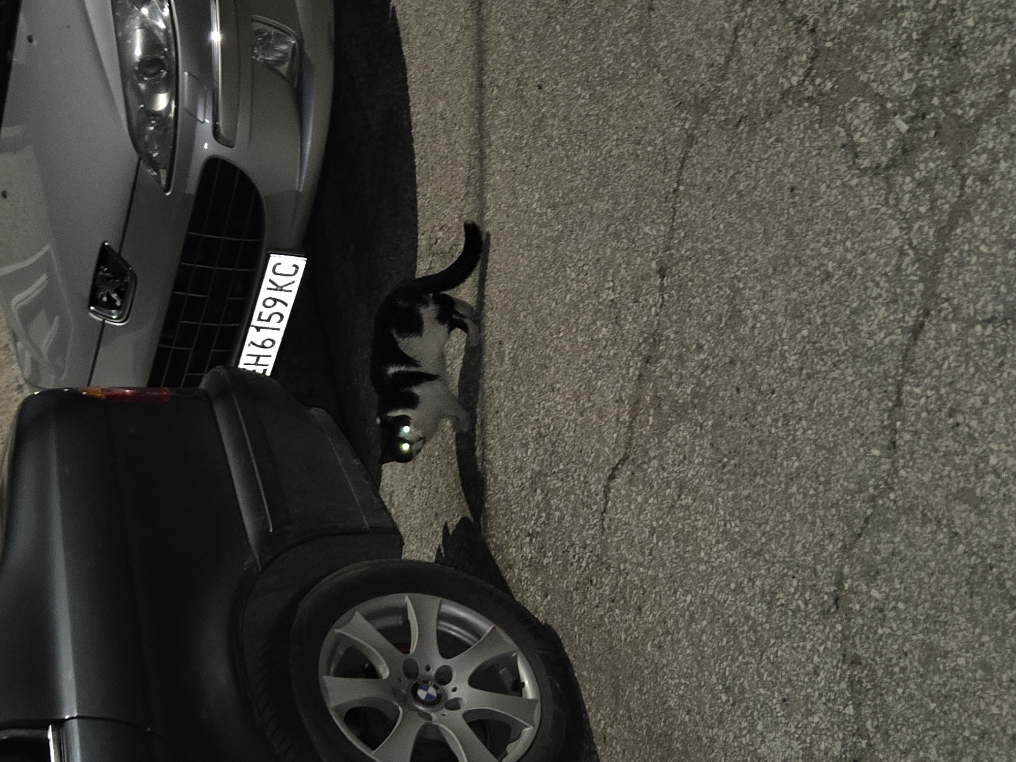 The image is taken on an asphalt surface in Pleven, Bulgaria. Two cars are parked close to each other on the left. One is a gray car with license plate "H6159KC", and the other is a dark-colored car. A black and white cat is walking between the two cars, with its eyes reflecting light.