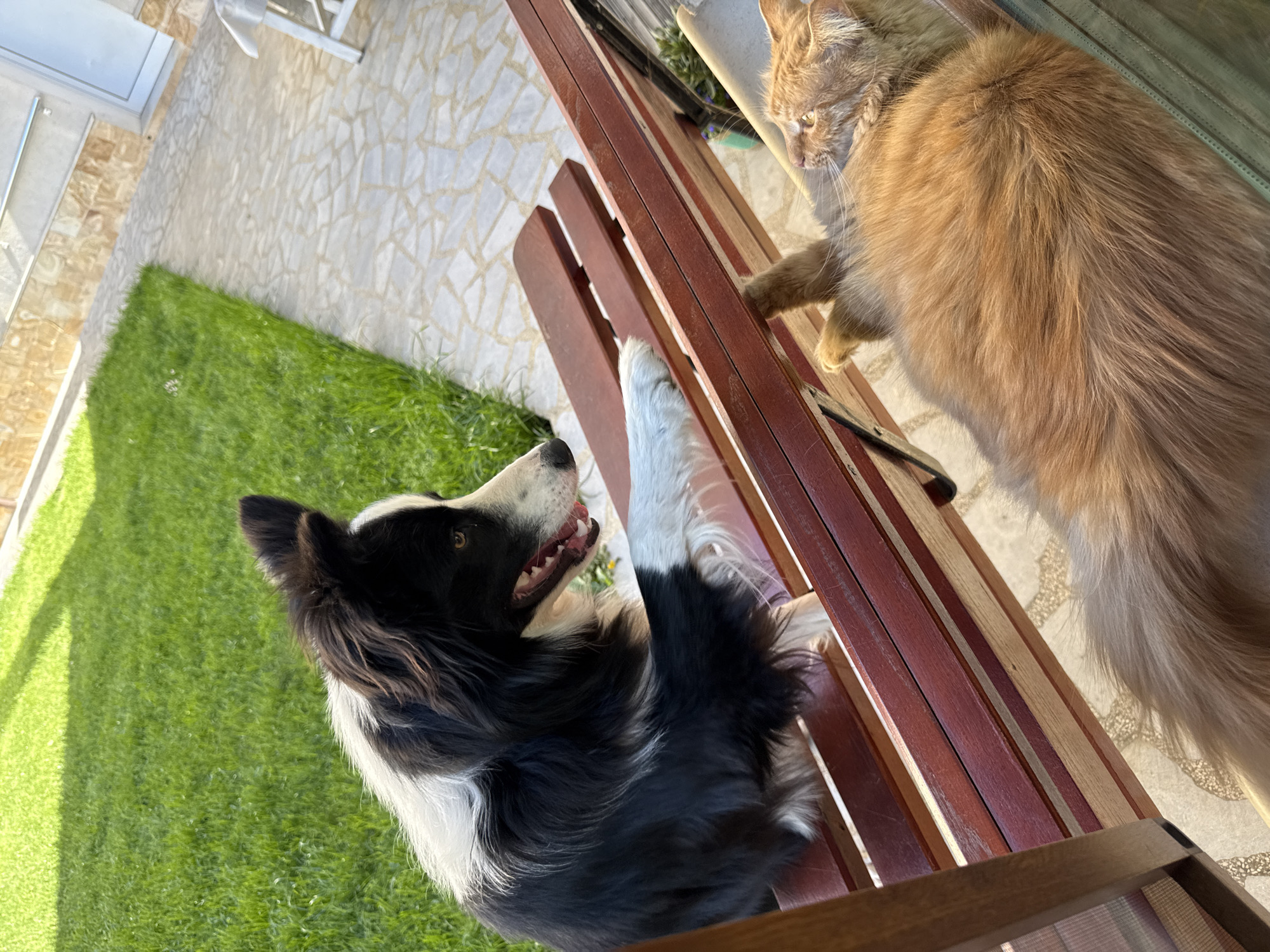 The scene depicts a black and white border collie dog facing an orange cat on a wooden bench. The dog is in the lower-left of the image with its front paws on the bench and mouth open. The cat is in the upper-right of the image with one paw extended toward the dog. The location is Berkovitsa, Bulgaria. The background includes a grassy area and a paved surface leading to a building.