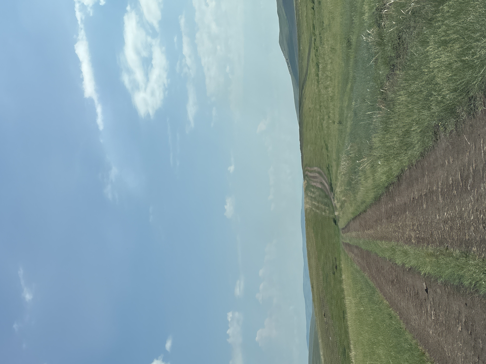 A dirt road curves through a vast, rolling grassland under a bright blue sky dotted with scattered white clouds. The road is composed of two parallel tracks, worn into the earth, and bordered by tall, green grass. In the distance, gentle hills rise and fall, some appearing greener and more distant than others. The overall impression is one of open, natural landscape with evidence of human passage.
