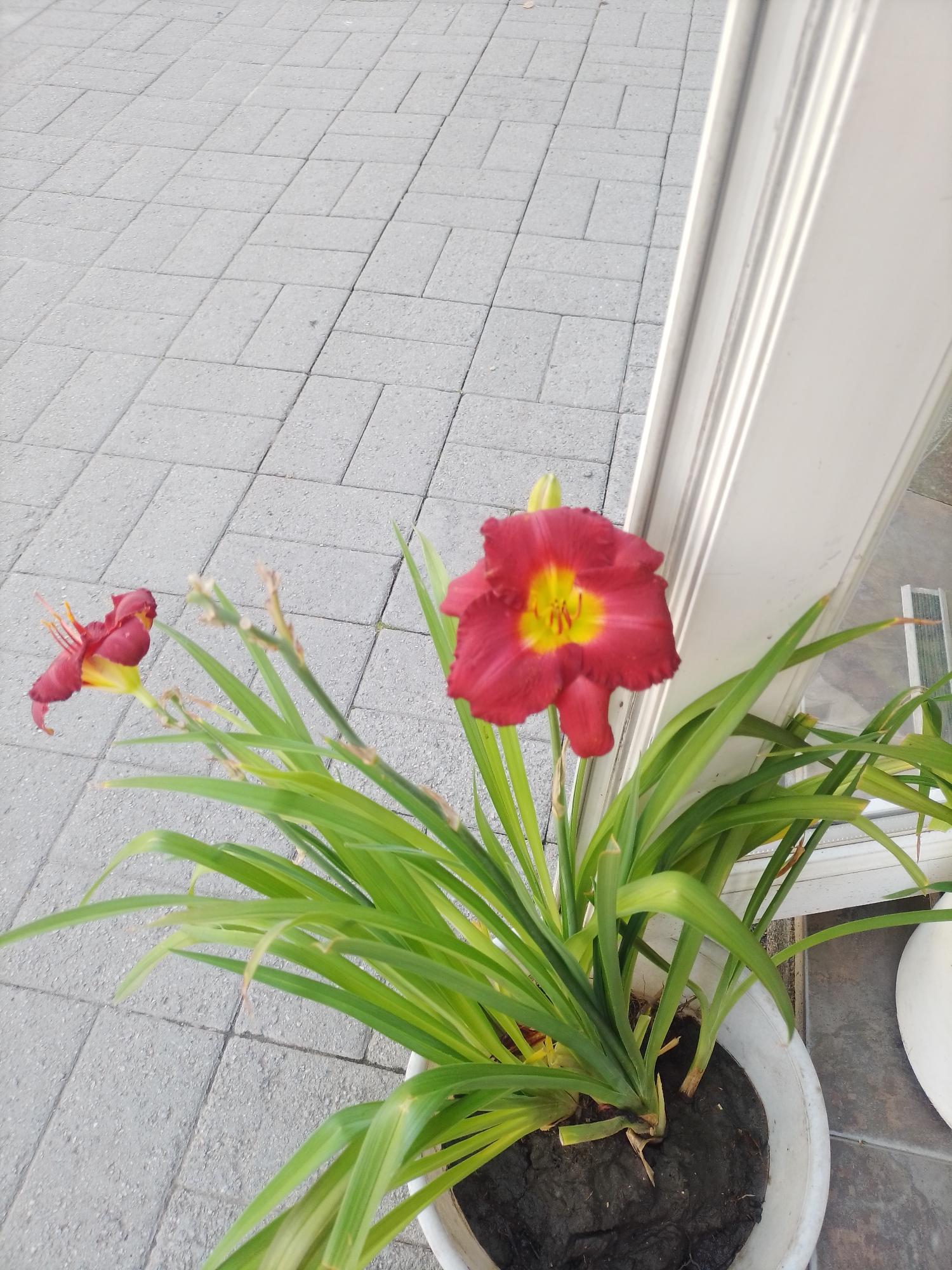 The image depicts a potted plant with red and yellow flowers, likely daylilies, situated outdoors on a gray brick-paved surface. A portion of a white structure, possibly a building facade or trim, is visible to the right. The paving is laid in a rectangular pattern. The plant is in a white pot filled with dark soil, and its green leaves are long and slender. One prominent flower in the foreground is fully open, showcasing its vibrant colors. Another flower, further back and slightly out of focus, is also visible. The lighting suggests it is daytime, with sunlight casting shadows. The scene appears to be an urban outdoor setting, consistent with a residential or public area in Poltava, Ukraine. There are no people or animals visible in the image.