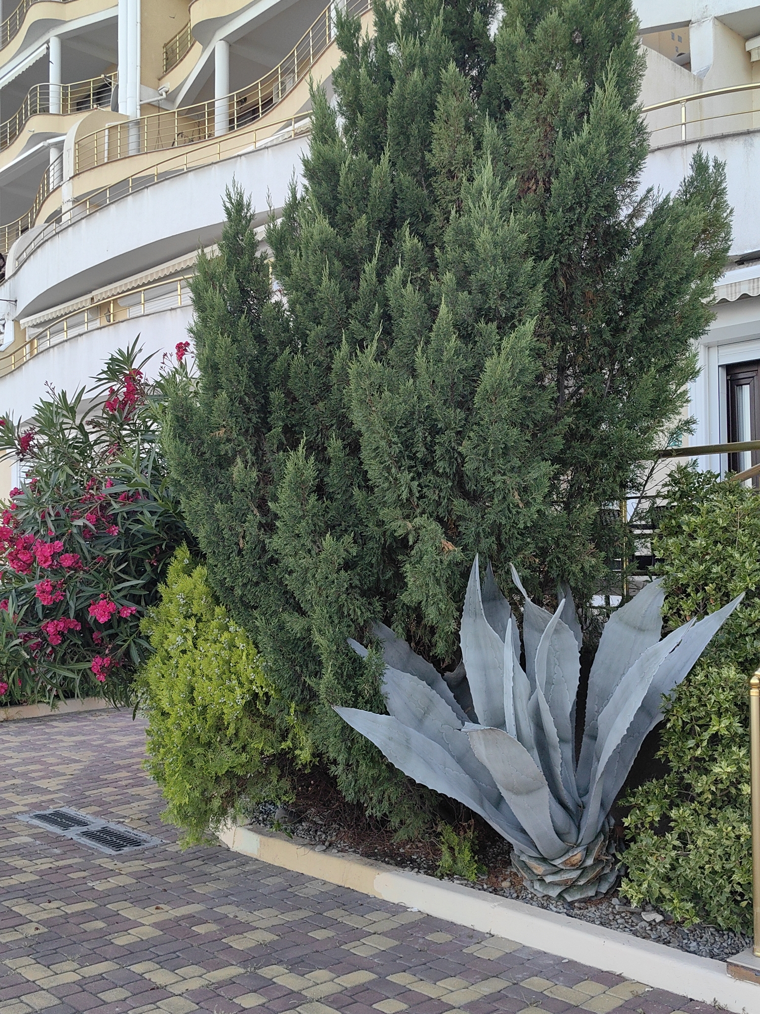 In Utios, Ukraine, an outdoor scene showcases a decorative garden in front of a multi-story building with curved balconies and cream-colored walls. The garden features a tall, conical evergreen tree as its centerpiece. To the left of this tree, a bush with vibrant pink flowers is in bloom. In front of the evergreen, a large agave plant with thick, pale blue-green succulent leaves is prominently displayed. The ground in front of the garden is paved with interlocking rectangular bricks in a pattern of tan and reddish-brown. A metal grate drain is visible on the brickwork.