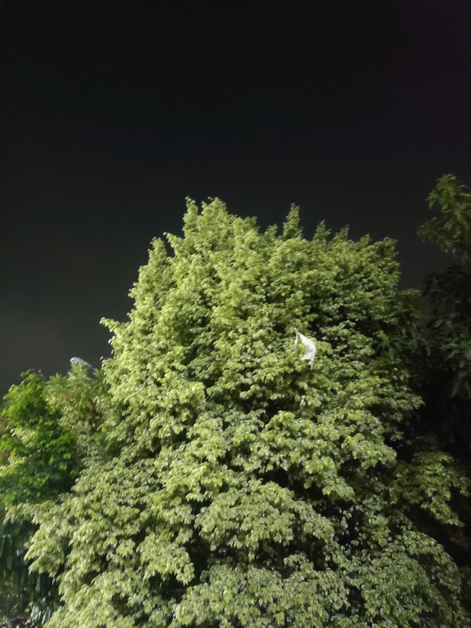 An overcast night sky looms above a dense, green tree canopy. The leaves of the tree are predominantly light green with some darker green foliage visible. Nestled within the branches, a small, white object, possibly a plastic bag or a piece of paper, is caught. To the left, a blurry, faint light source is discernible, potentially a streetlamp. The scene appears to be in an outdoor urban setting, possibly within the city of East Jakarta, Indonesia, given the typical vegetation and nighttime lighting conditions.