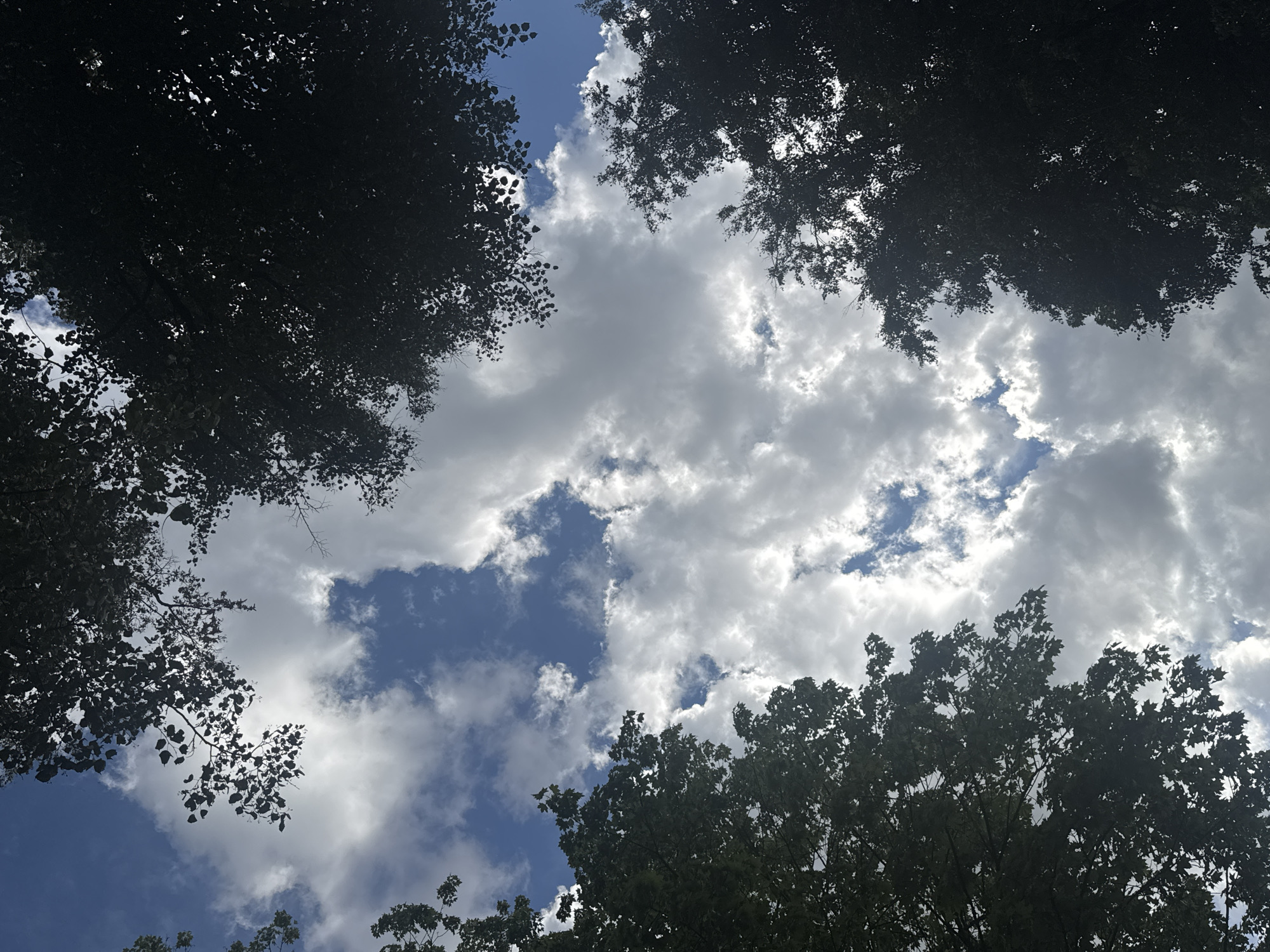 A low-angle shot captures the sky peeking through the silhouettes of lush green trees. The sky is a vibrant blue, dotted with fluffy white clouds that are partially illuminated by the sun, creating a dynamic interplay of light and shadow. The trees, with their dense foliage, frame the sky, adding a sense of depth and natural beauty to the scene. The image appears to be taken in an outdoor setting, likely a park or a wooded area. The location is посёлок дачного хозяйства «Архангельское», Russia.