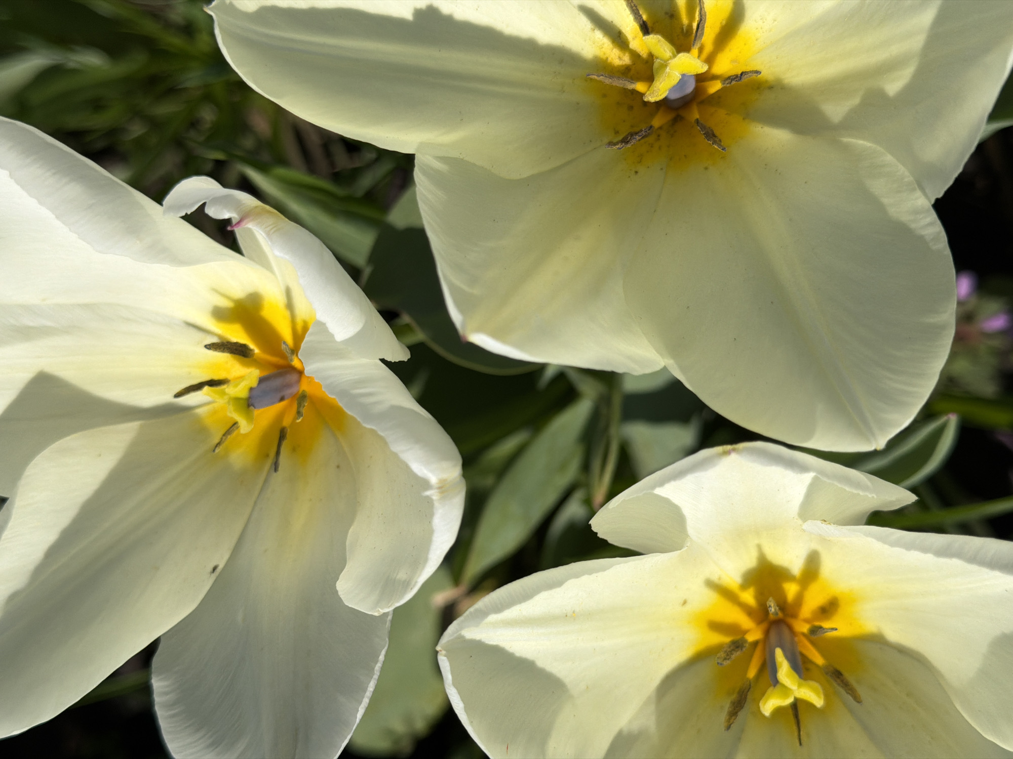 The image shows a close-up view of three white tulips with yellow centers. The petals are smooth and slightly curved, and the stamens are visible. Green leaves are present in the background. The location and city of Rossiyskiy, Russia, cannot be determined from the image alone.