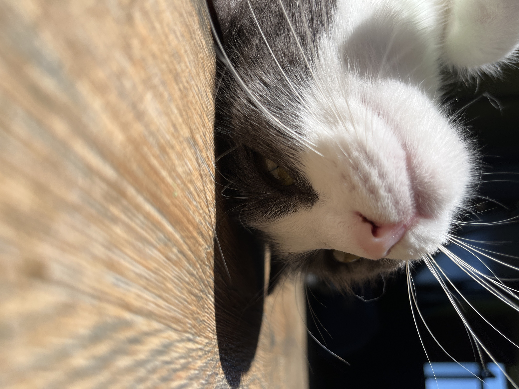 A close-up, low-angle shot captures a domestic cat lying on its back on a wooden floor. The cat's head is tilted upwards, with its white and grey fur visible. Its pink nose and partially open mouth are central to the image, and its long white whiskers spread outwards. One of the cat's yellow eyes is visible, looking upwards and slightly to the left. The background is dark and out of focus, with a hint of blue light in the upper right corner, possibly from a window or screen. Sunlight casts a shadow of the cat onto the wooden floor, highlighting the texture and grain of the wood. The scene does not contain any elements that would suggest a specific location within the city of Ureki, Georgia.