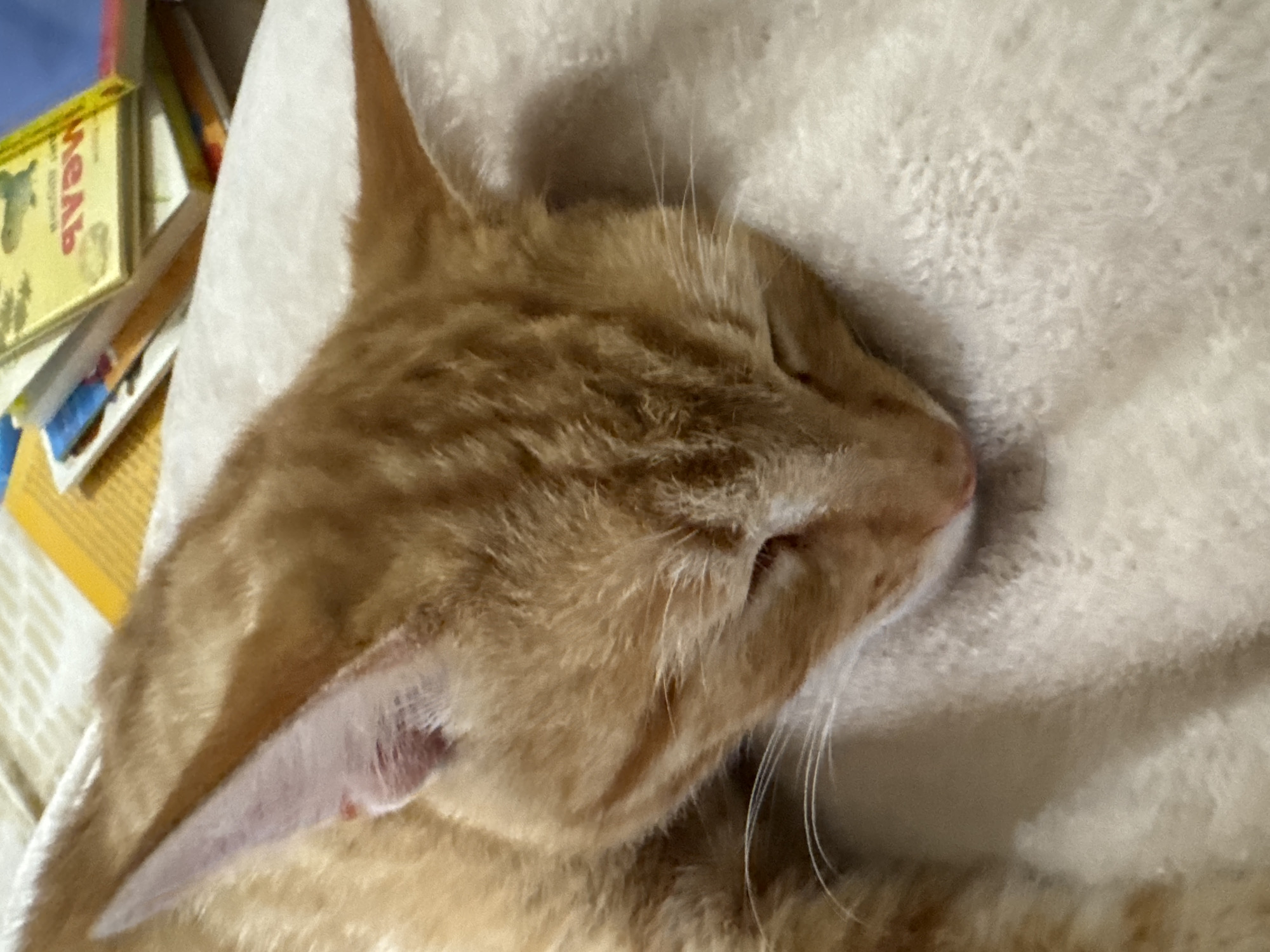 An orange cat sleeps on a soft white blanket. A stack of children's books is visible in the upper left corner of the image.