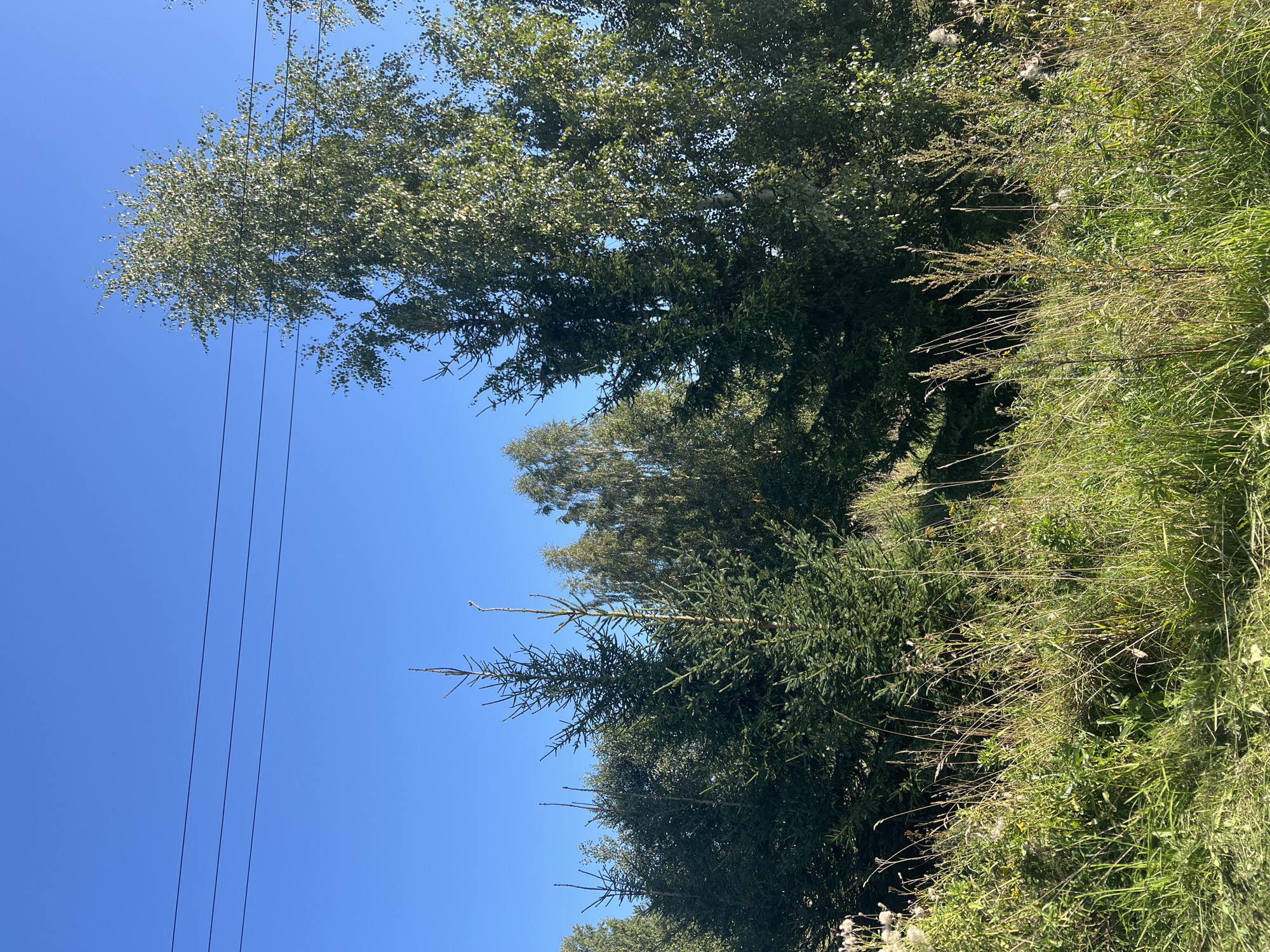 The image depicts a natural scene with a clear blue sky and several trees. In the foreground, there is lush green grass and tall weeds, some of which appear dry and withered. Behind the grassy area, a dense group of evergreen trees, likely fir or spruce, dominates the midground. To the right, a tall deciduous tree, possibly a birch due to its light-colored bark, stands prominently with green leaves. Several other deciduous trees with lighter foliage are visible in the background. Three parallel black electrical wires stretch across the upper portion of the sky. The lighting suggests it is daytime, with sunlight illuminating the scene. The location is described as Unknown, Unknown.