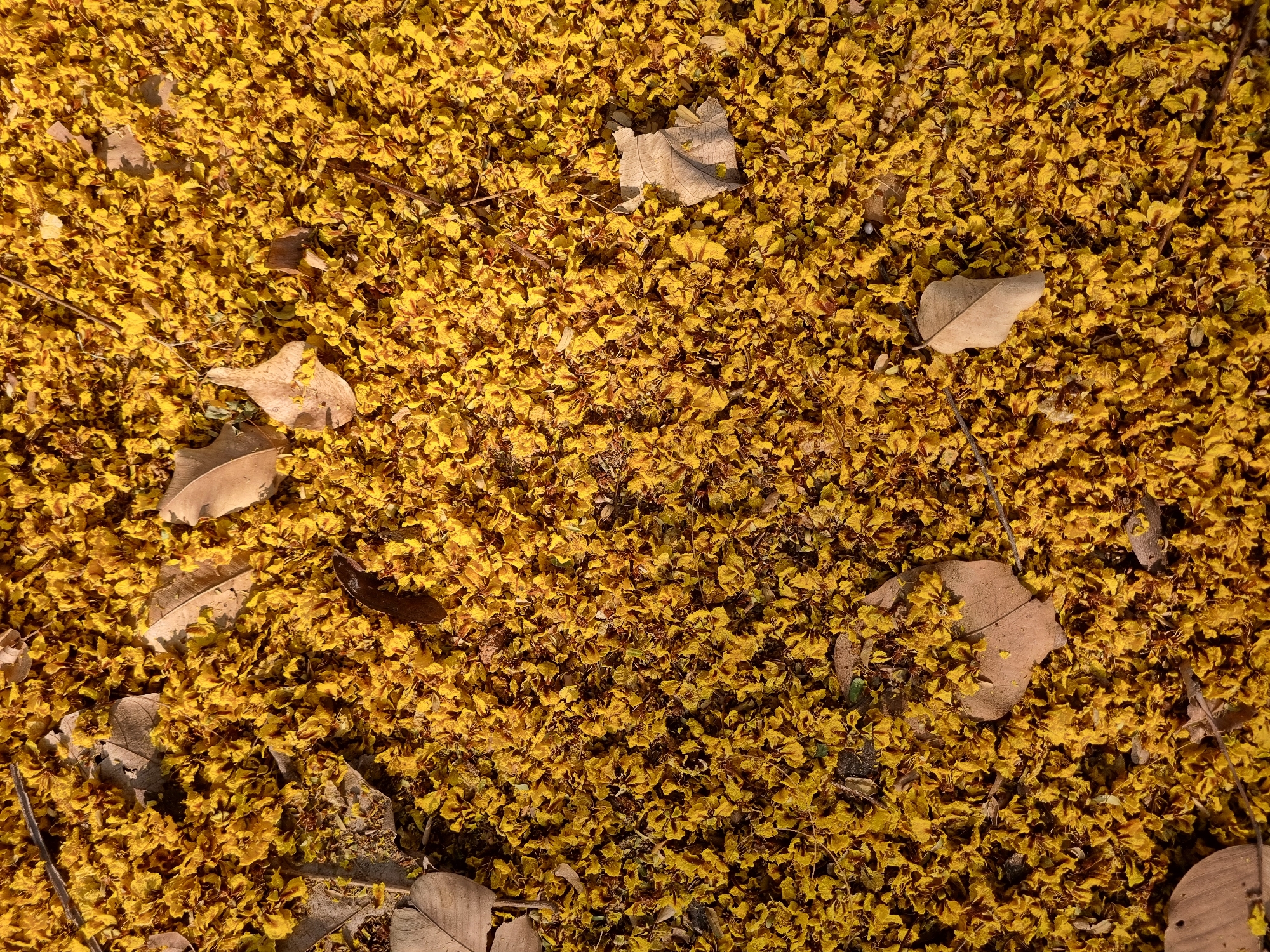 The scene, located outdoors in Puttaparthi, India, depicts a ground surface completely blanketed by a dense accumulation of small, crinkled yellow petals. Interspersed within this floral layer are several larger, dried, light brown leaves and a few slender dark brown twigs. The predominant color is vibrant yellow, with variations due to direct sunlight and partial fading of some petals. The lighting creates subtle shadows and highlights across the textured surface. No human or animal subjects are visible, and no discernible actions or interactions are occurring.