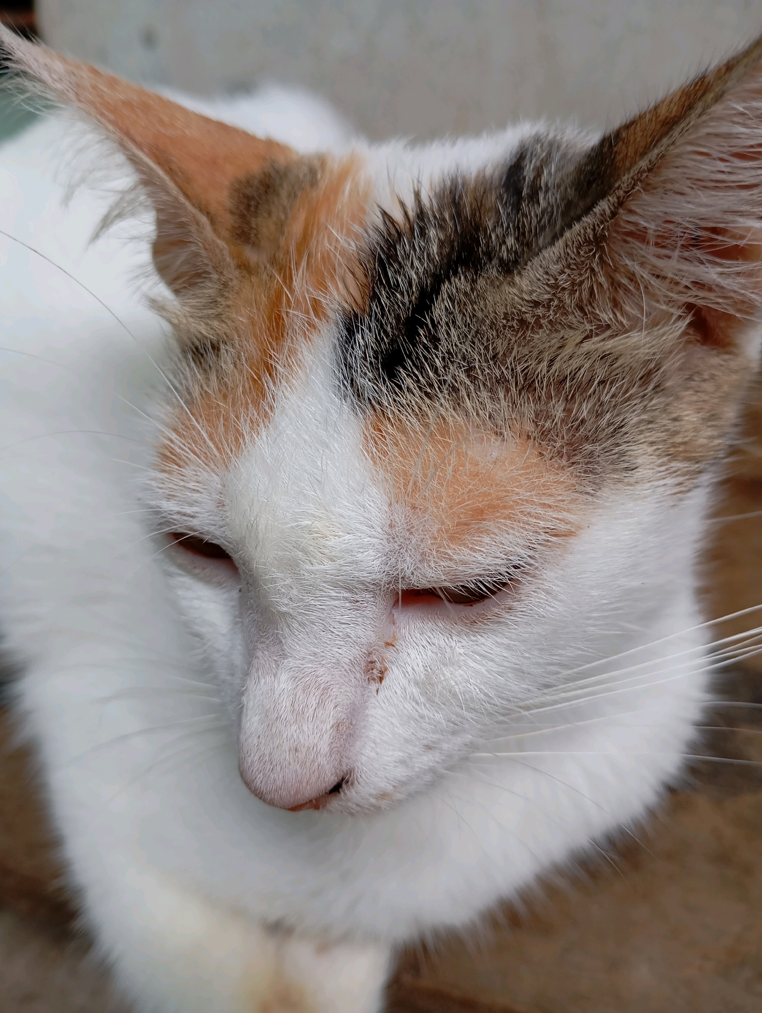 A close-up, eye-level shot captures the face of a calico cat resting on a brown, textured surface, possibly wood. The cat's fur is primarily white, with patches of orange, black, and brown on its head and ears. Its eyes are partially closed, with visible reddish irises. A small brown blemish or dirt mark is present on the bridge of its nose. The background is blurred, showing a light-colored wall and hints of green vegetation. The scene is likely a domestic setting within Balikpapan, Indonesia.